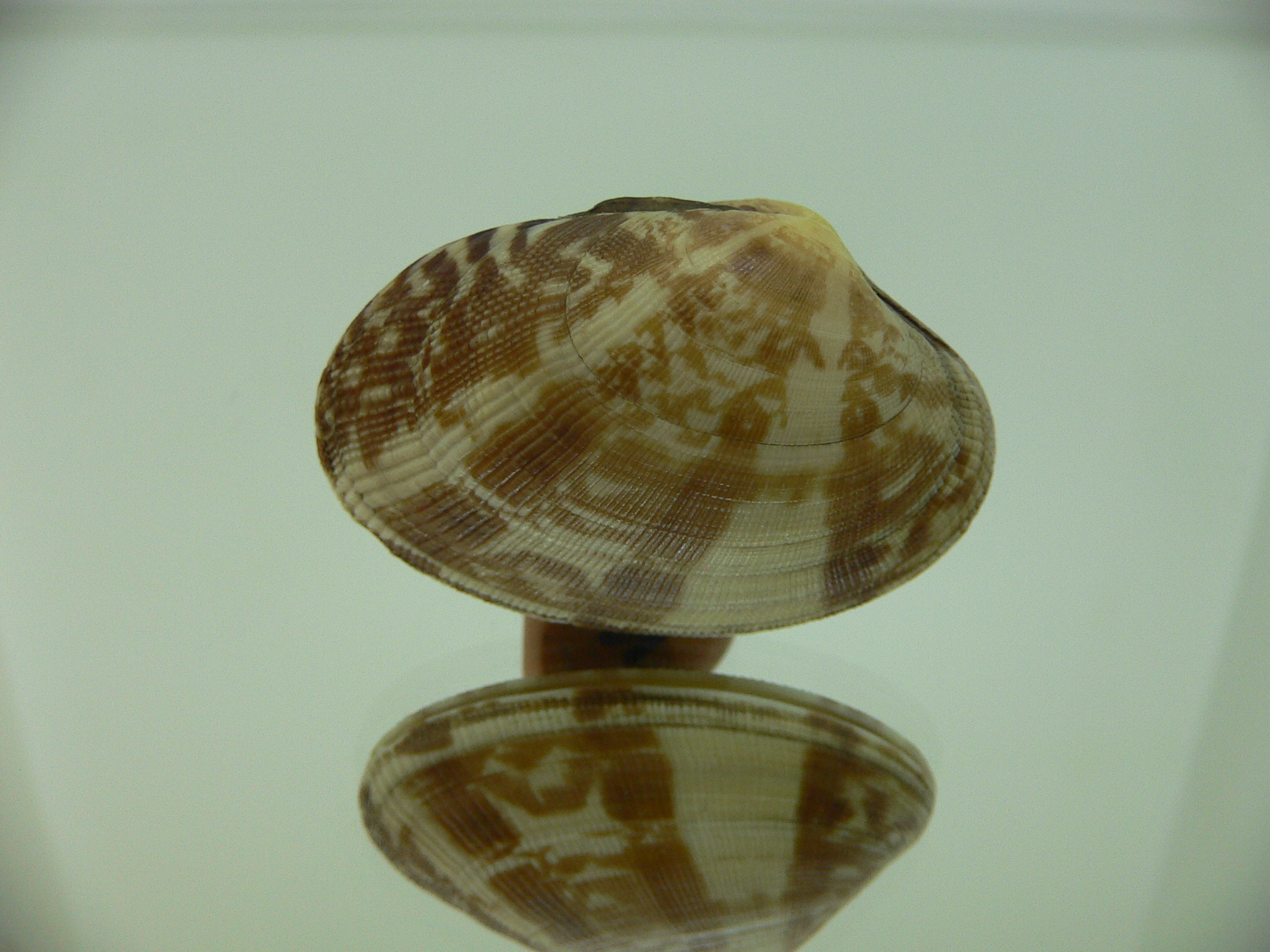Venerupis aspera SUPER