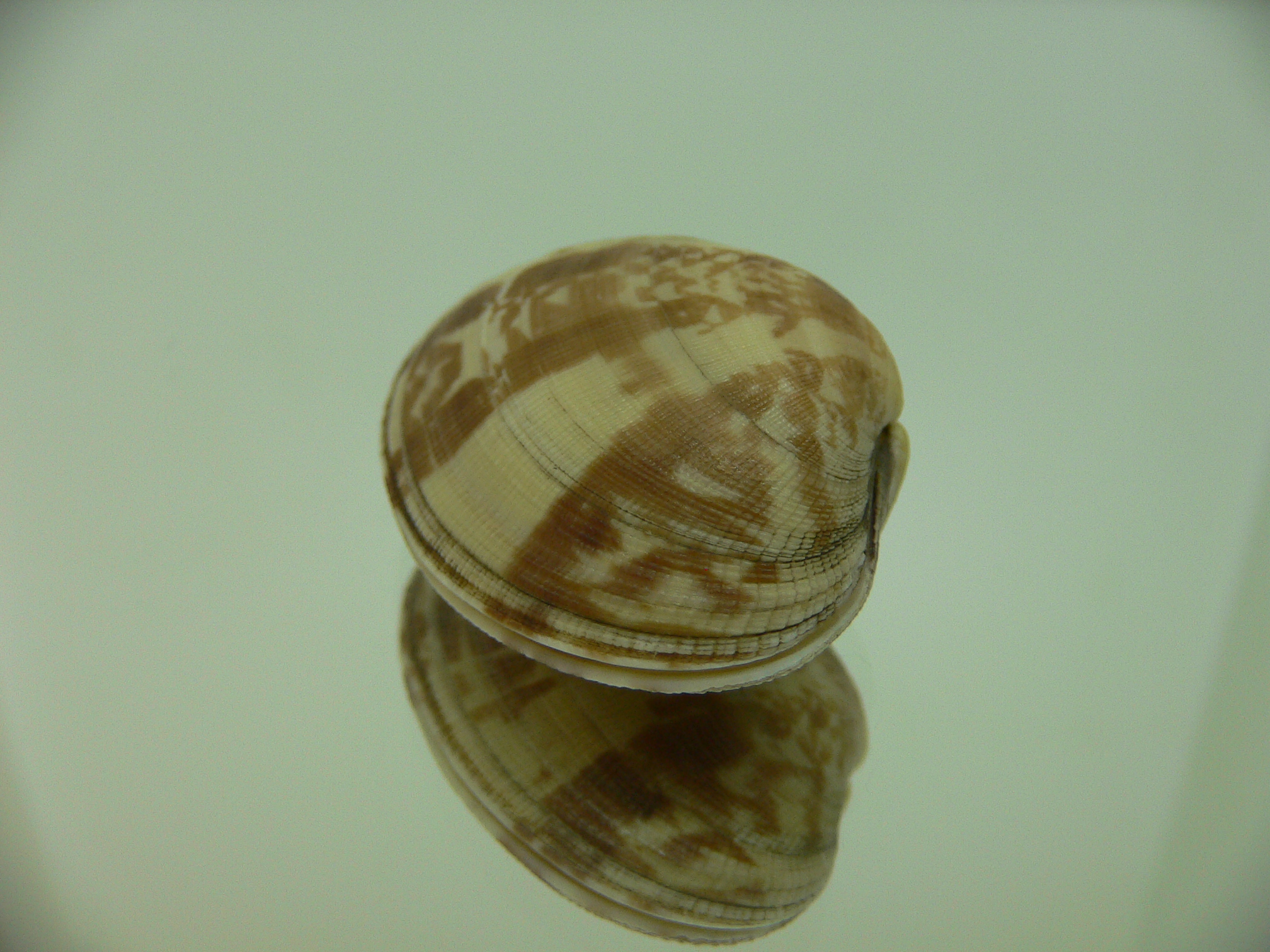 Venerupis aspera SUPER