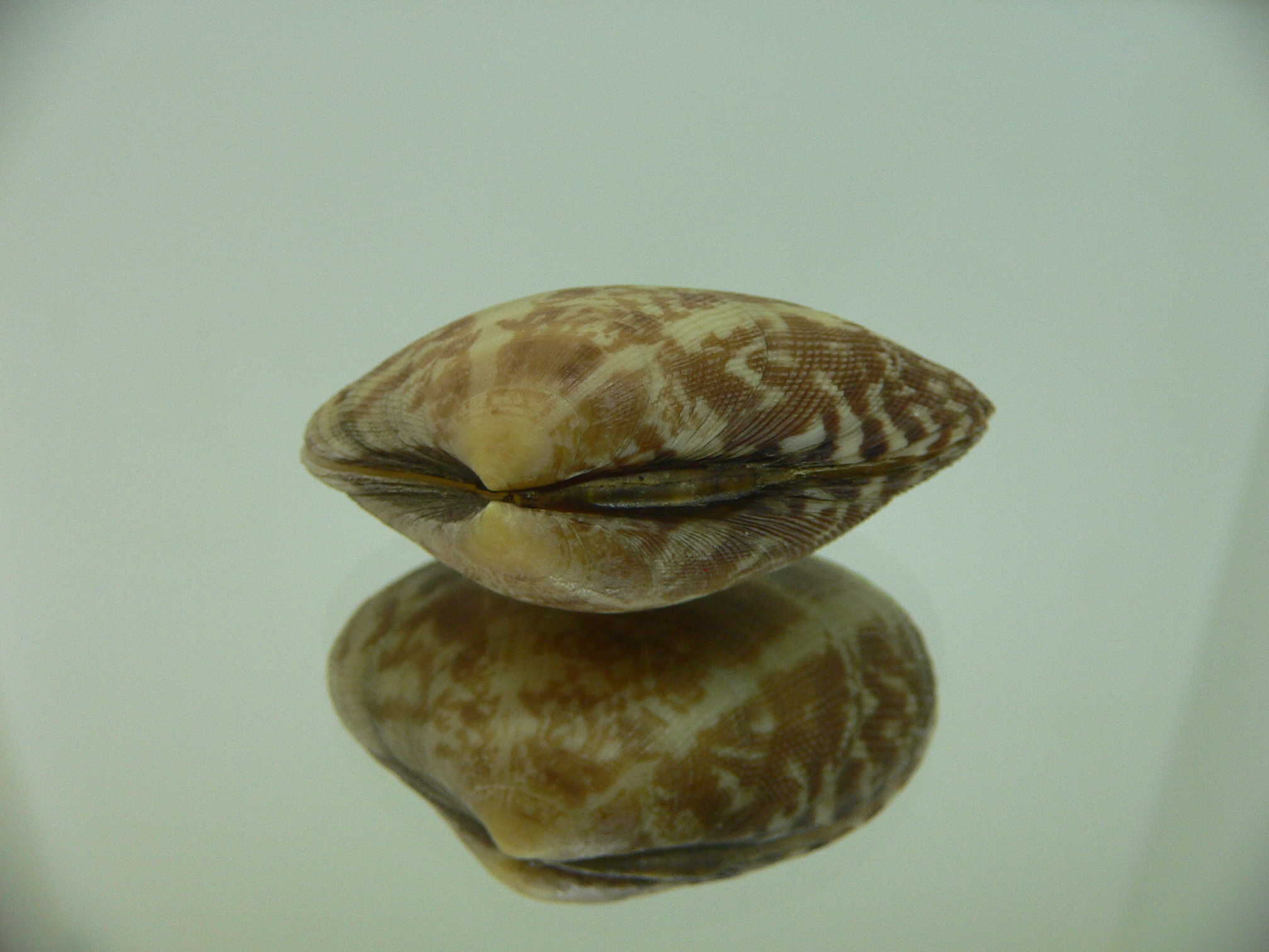 Venerupis aspera SUPER