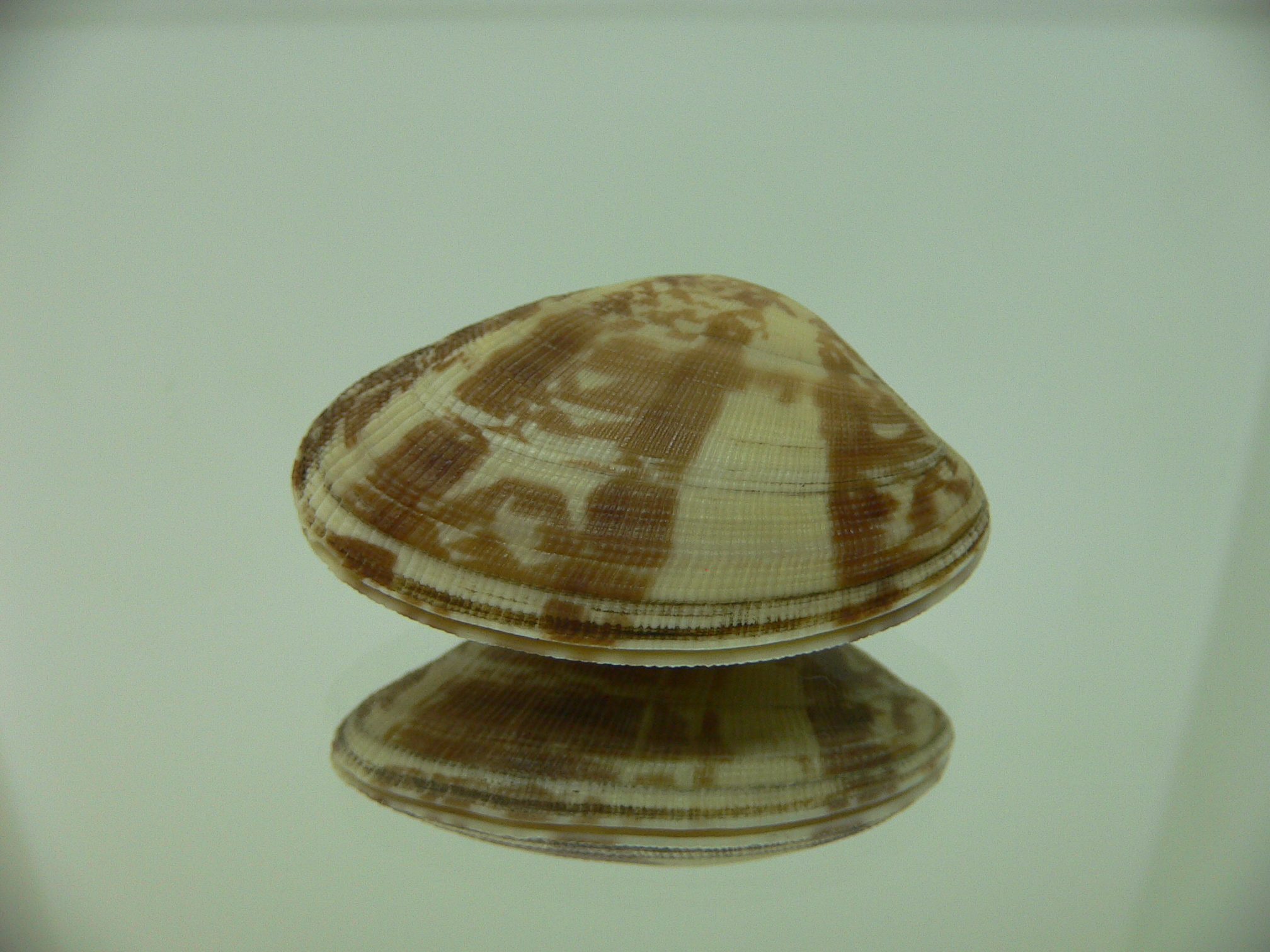 Venerupis aspera SUPER