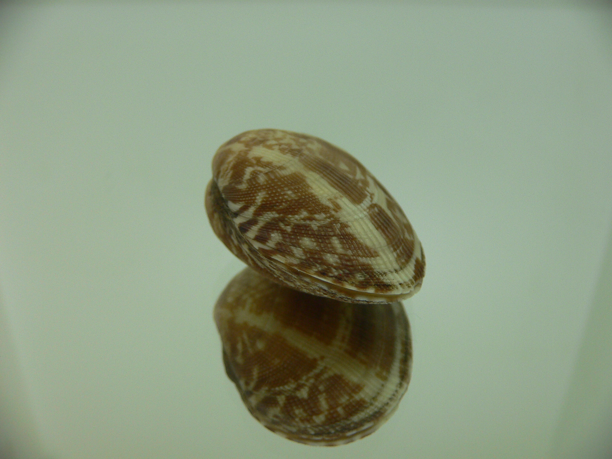 Venerupis aspera SUPER