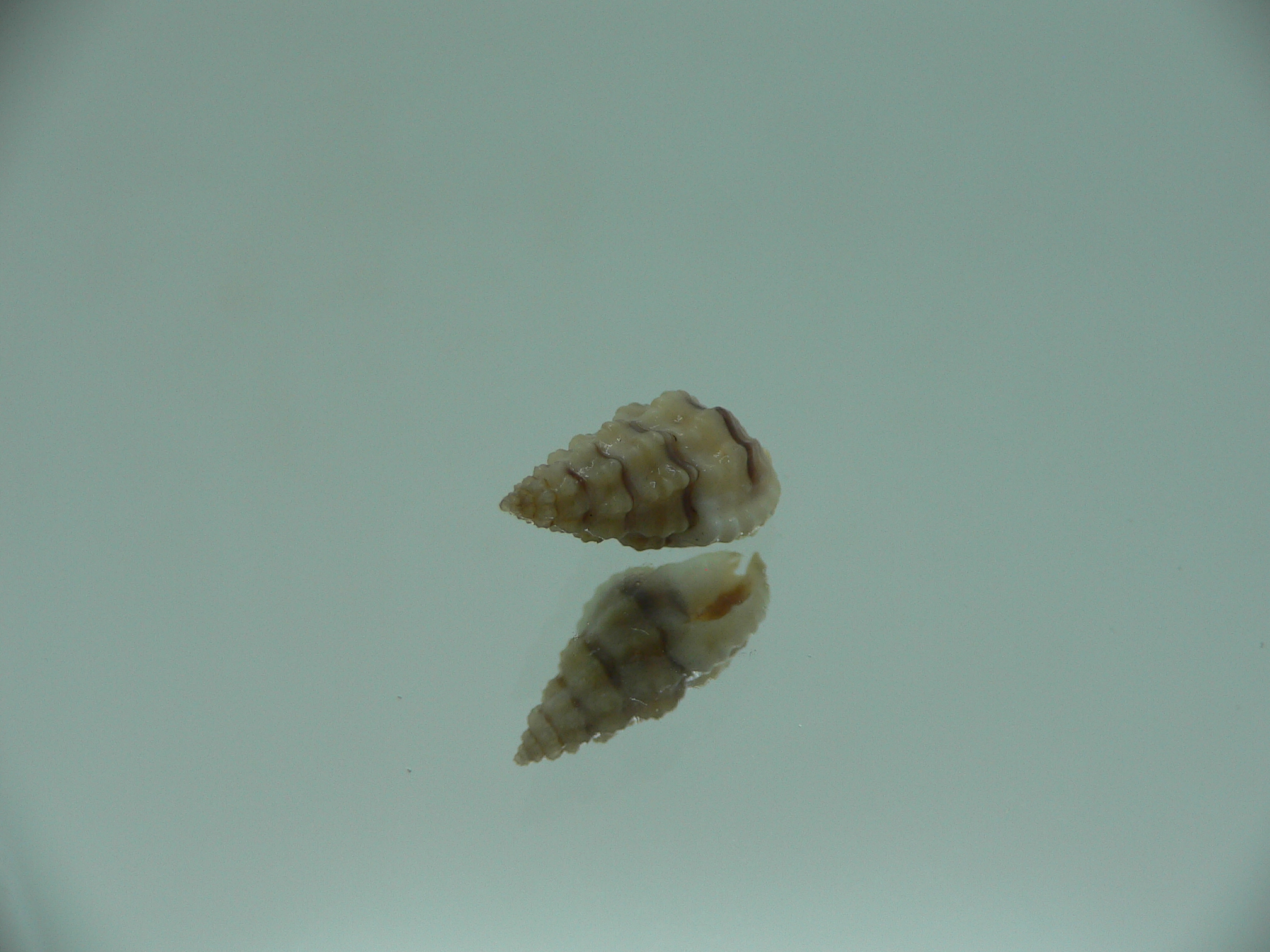Naytia vaucheri RARE & GREY