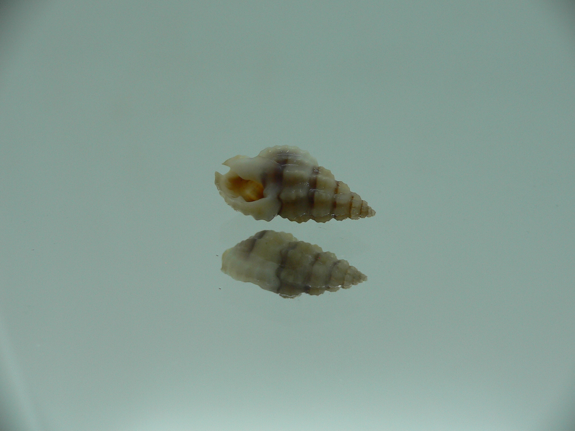 Naytia vaucheri RARE & GREY