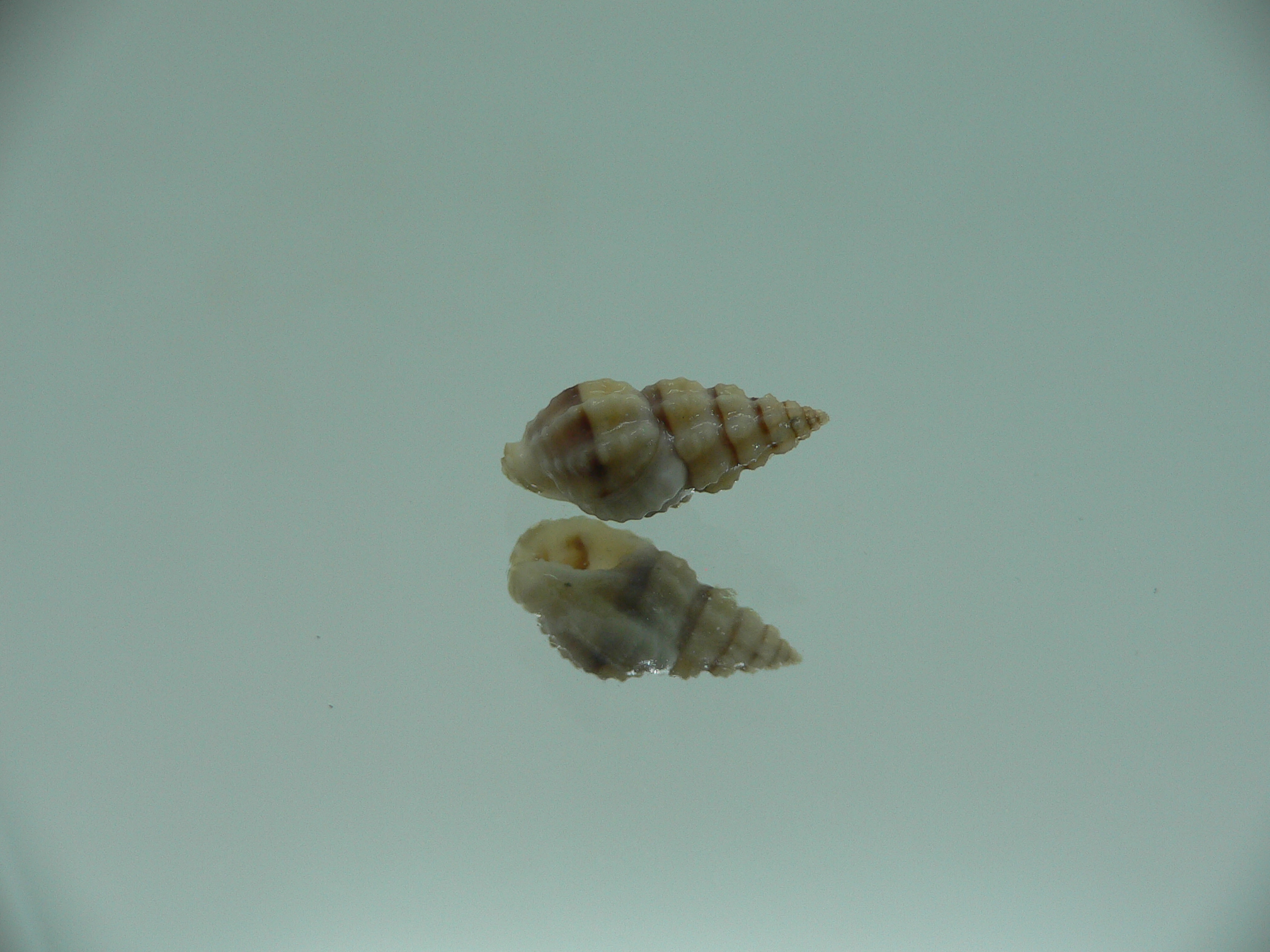 Naytia vaucheri RARE & GREY