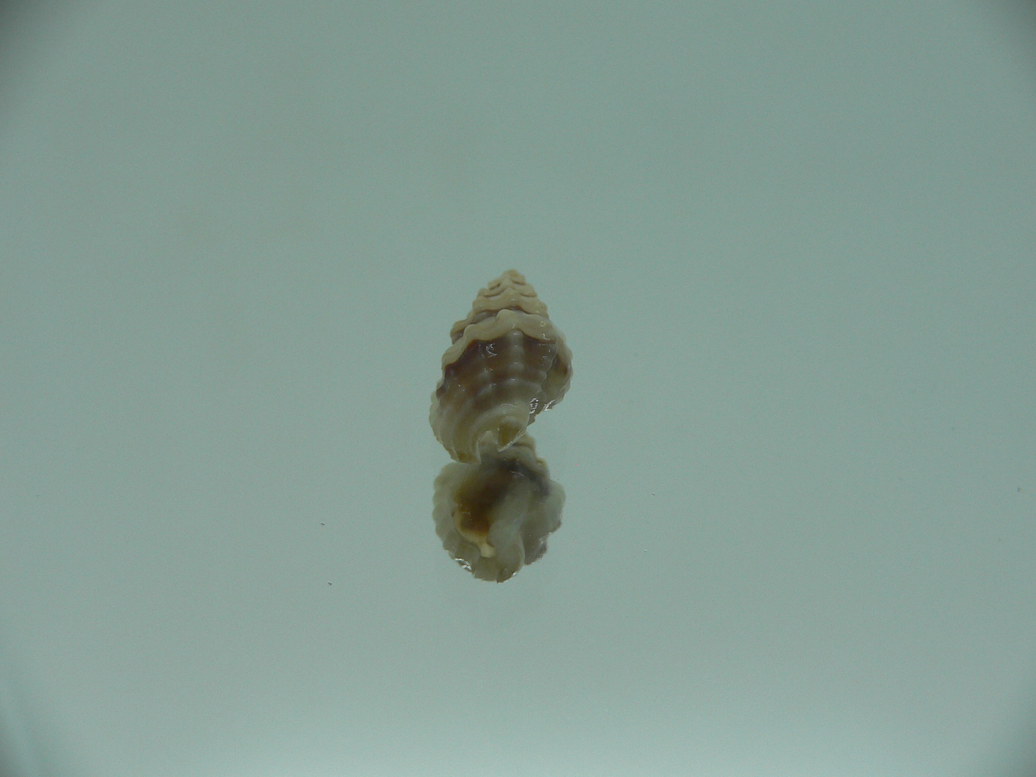 Naytia vaucheri RARE & GREY