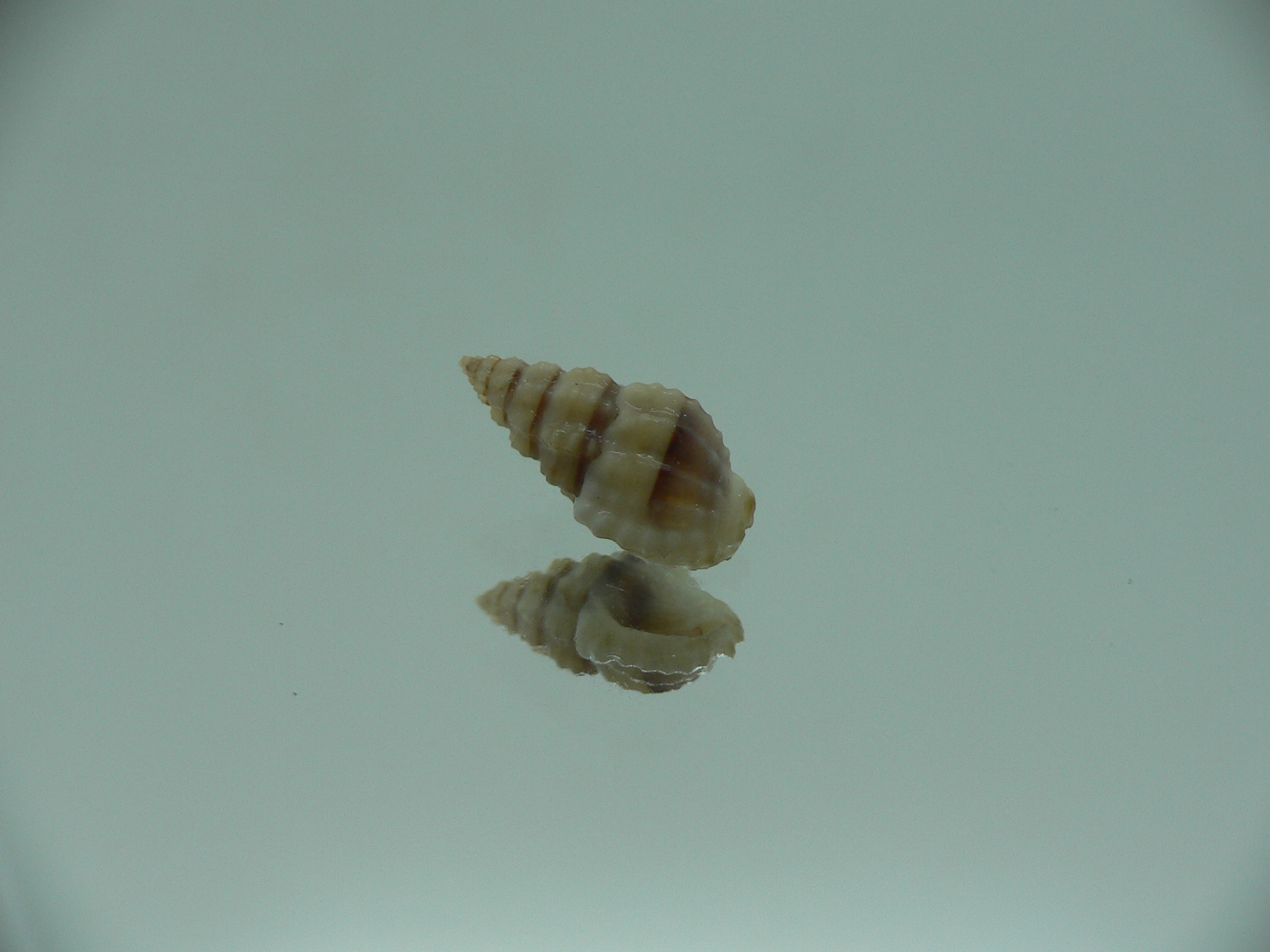 Naytia vaucheri RARE & GREY