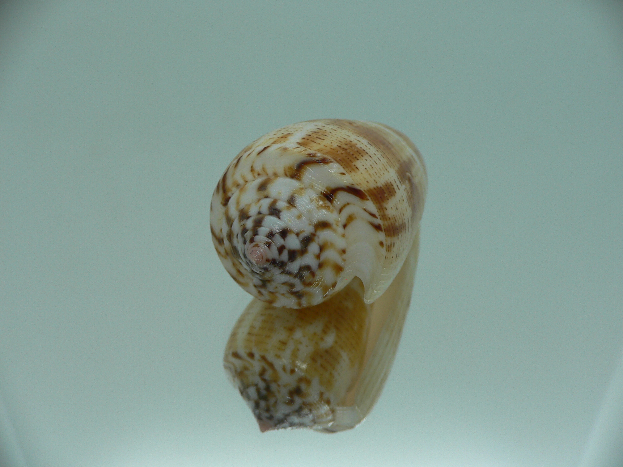 Conus magus metcalfii RARE FORM & BIG
