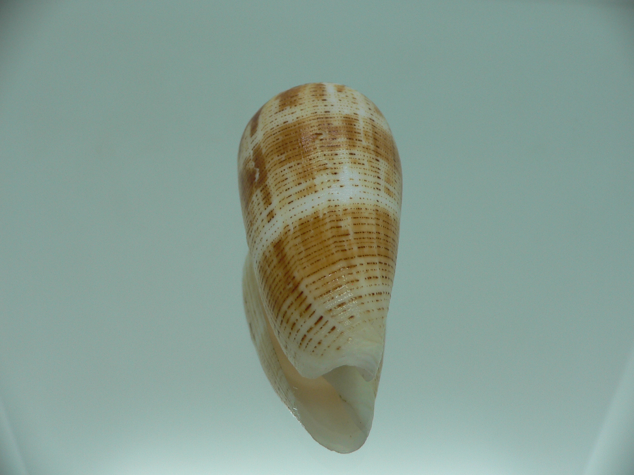 Conus magus metcalfii RARE FORM & BIG