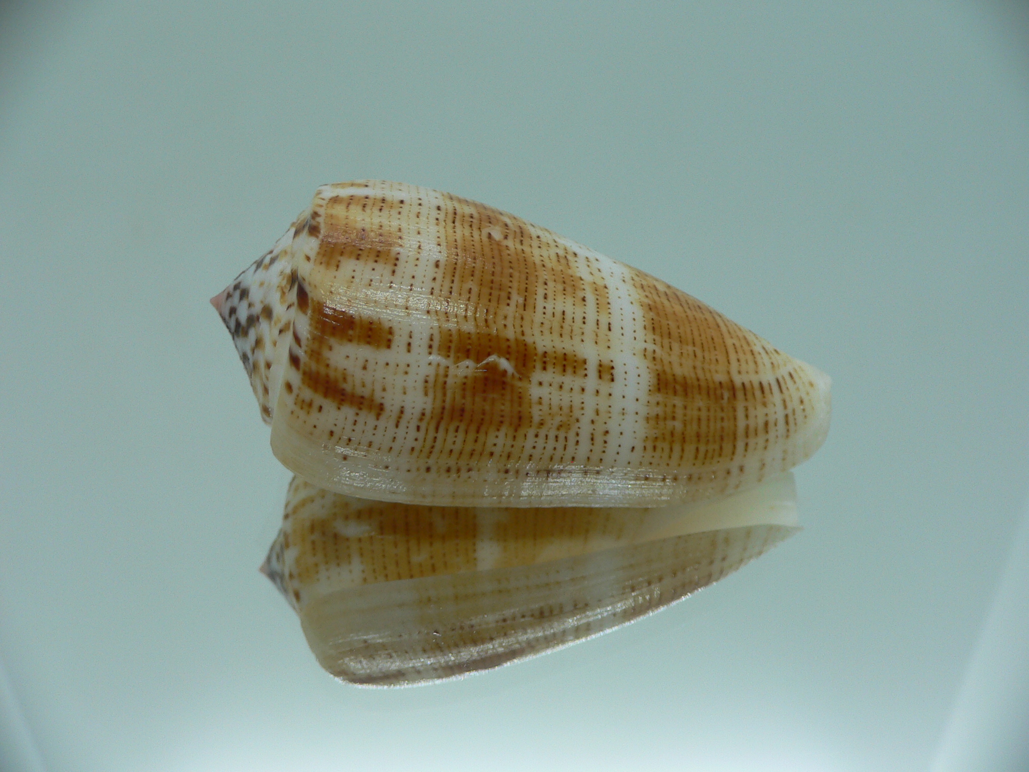 Conus magus metcalfii RARE FORM & BIG