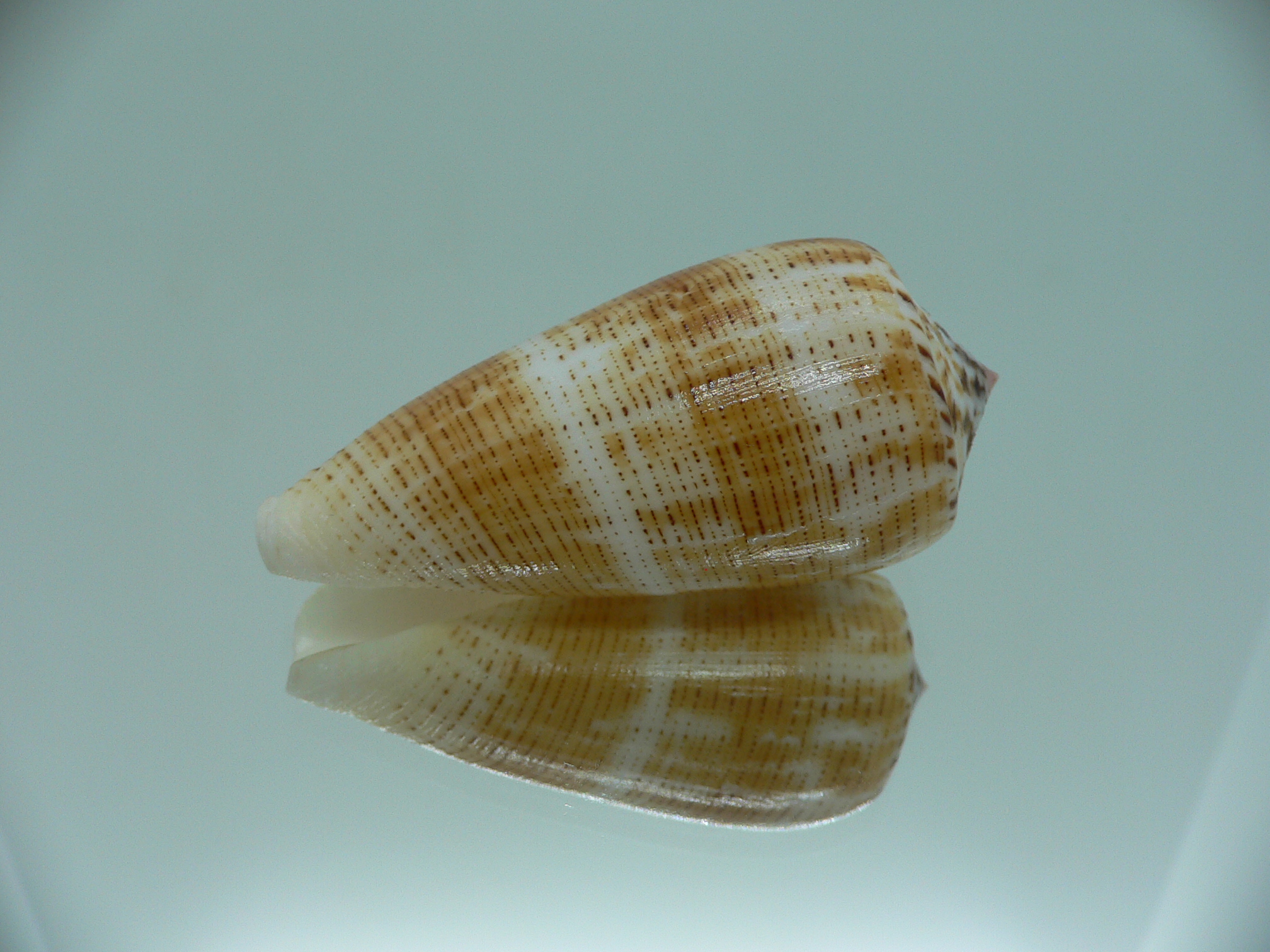 Conus magus metcalfii RARE FORM & BIG