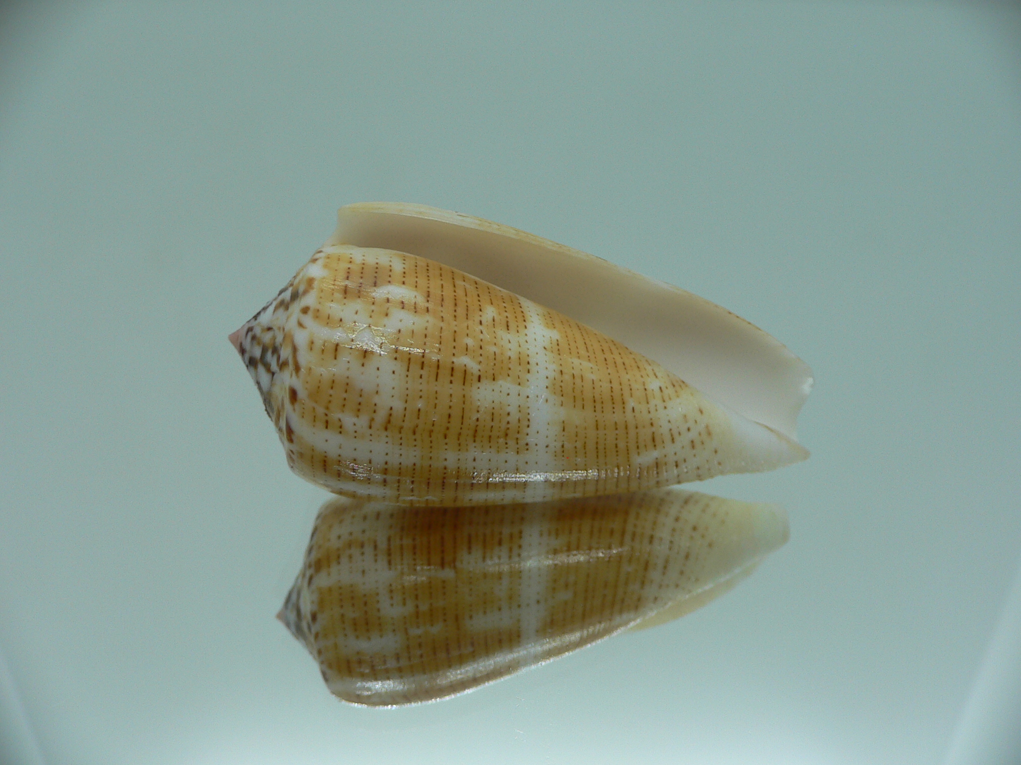 Conus magus metcalfii RARE FORM & BIG