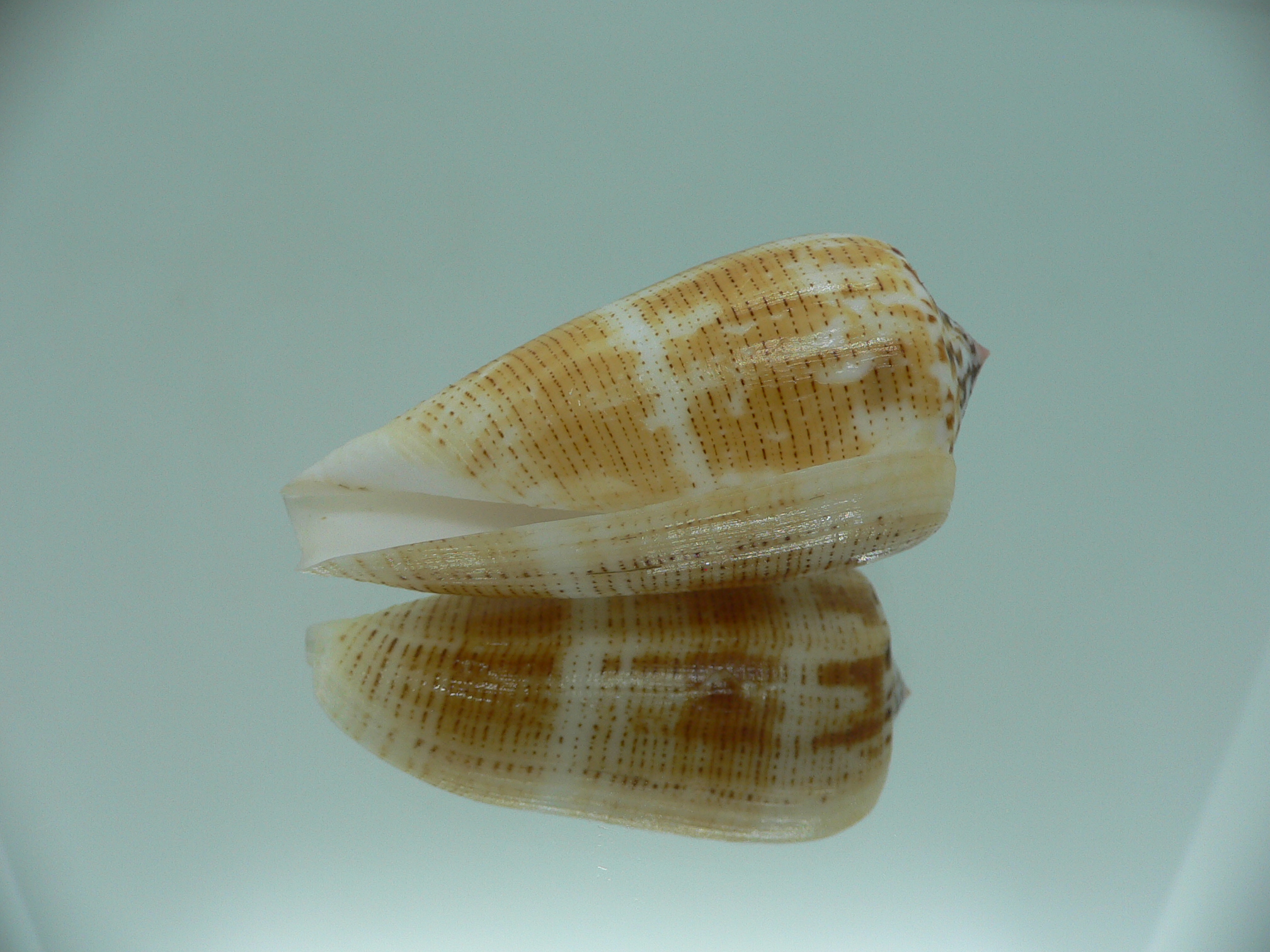Conus magus metcalfii RARE FORM & BIG