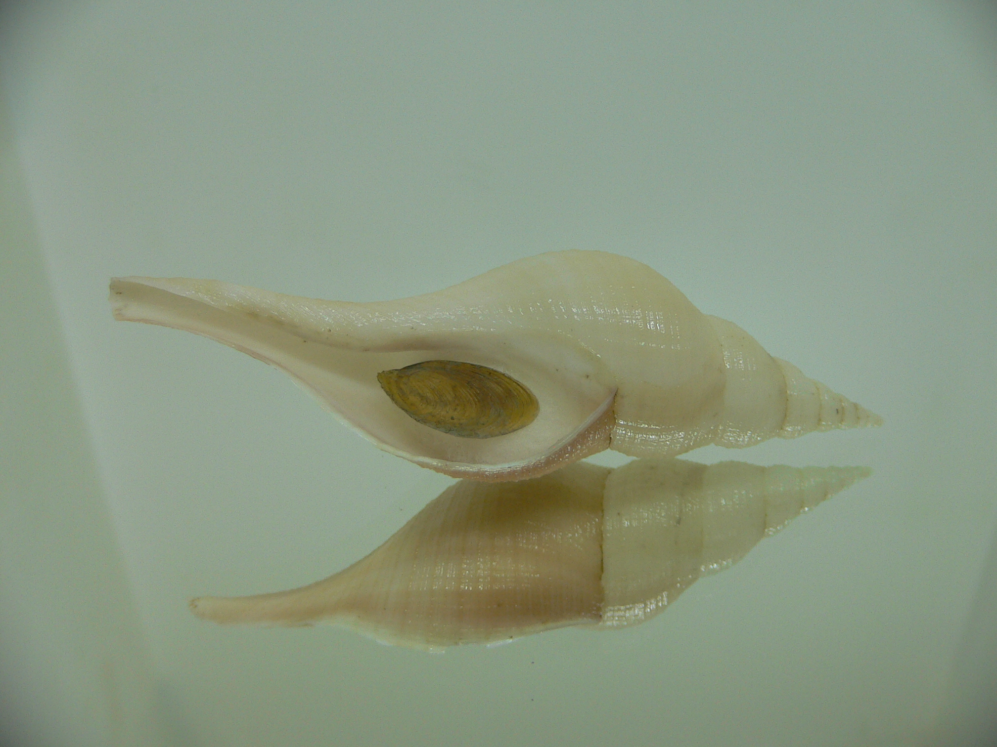 Chryseofusus hyphalus