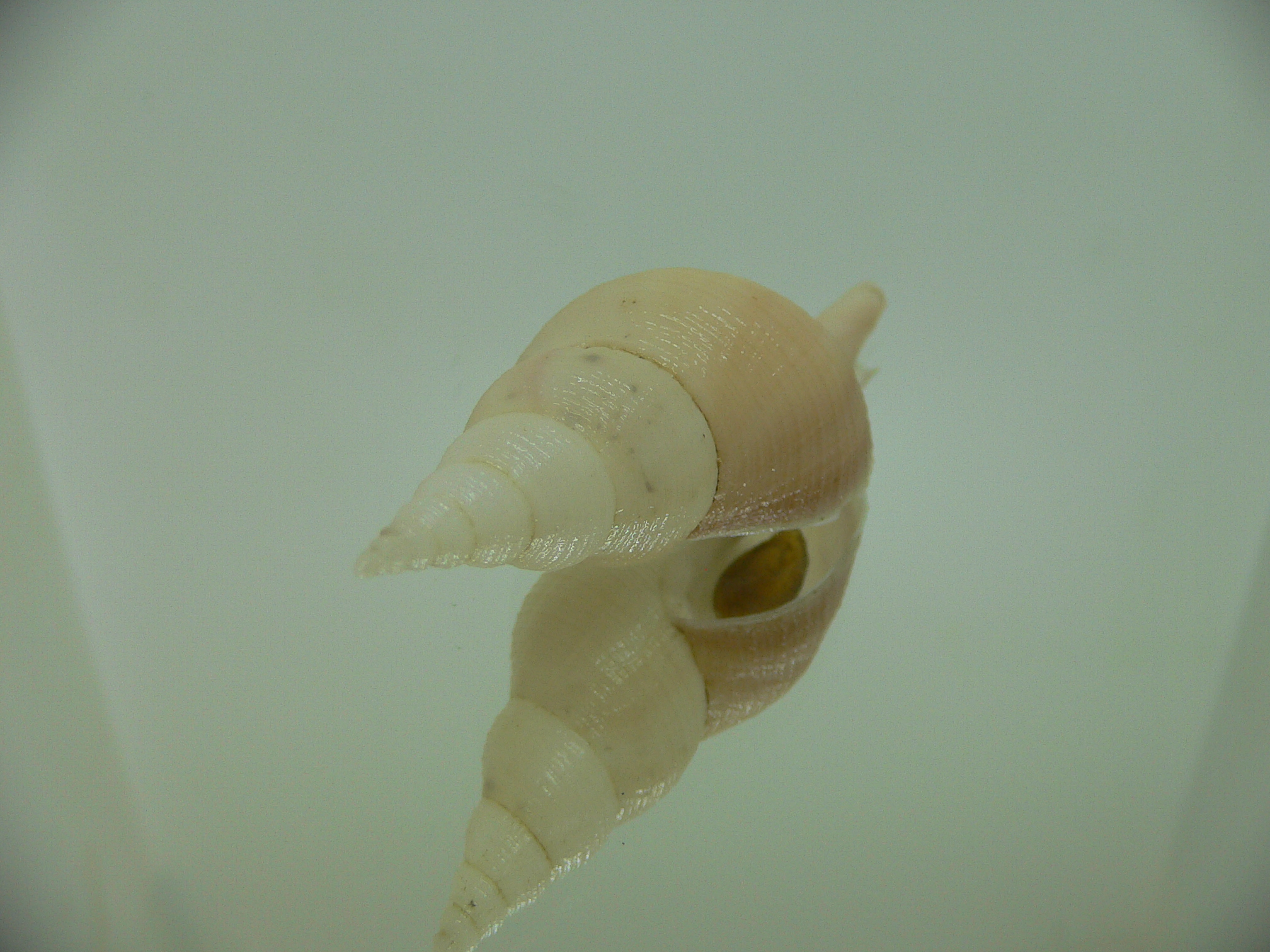 Chryseofusus hyphalus