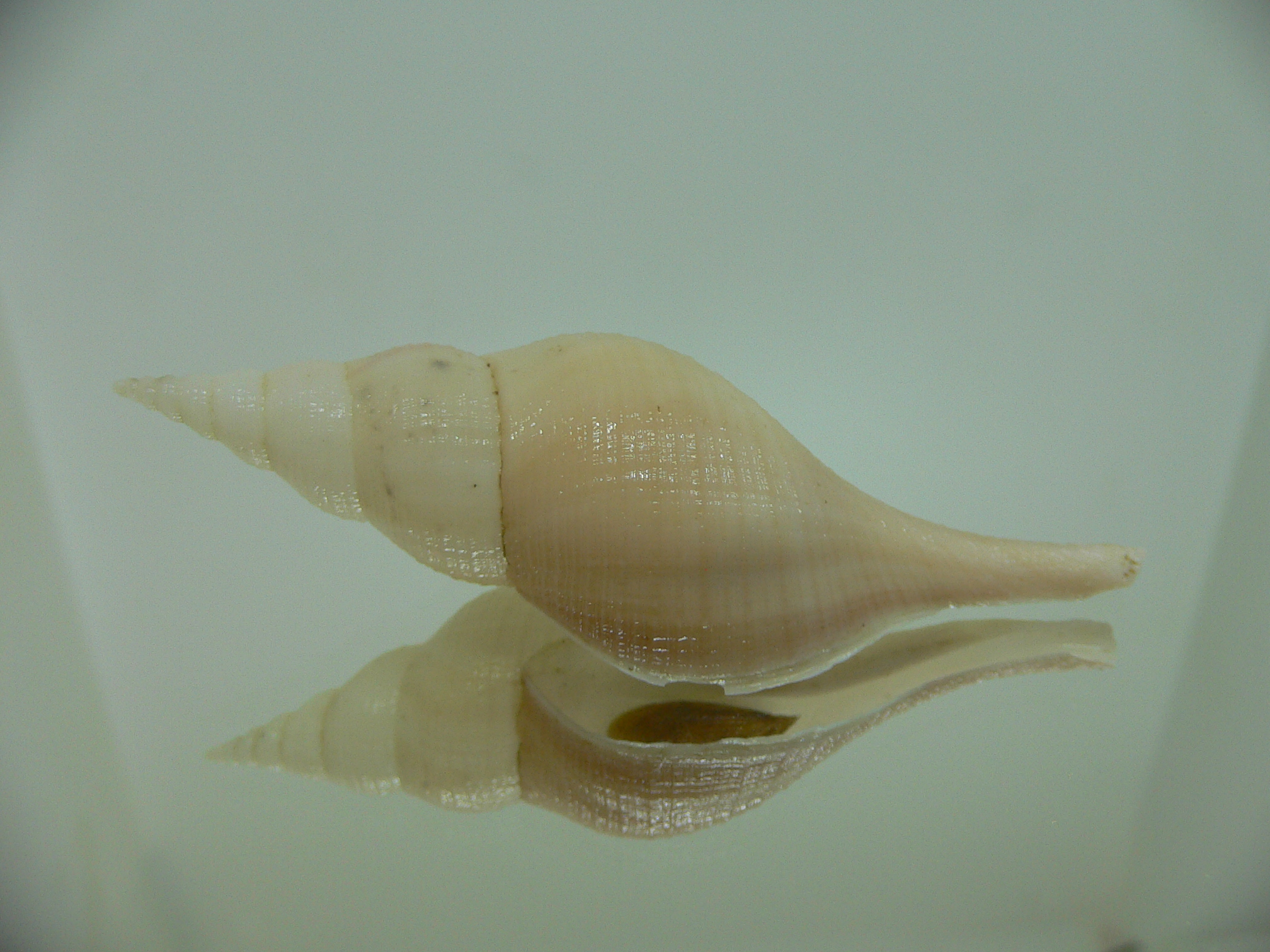 Chryseofusus hyphalus