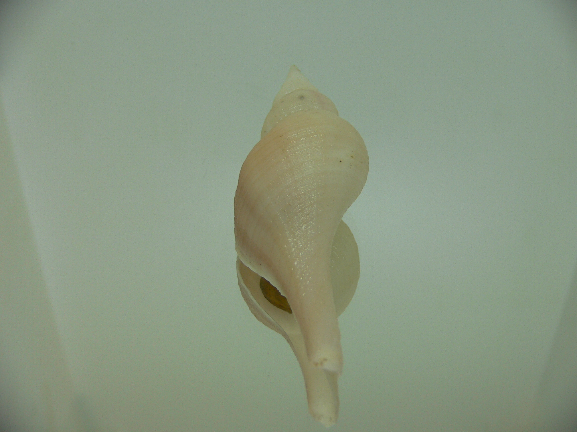 Chryseofusus hyphalus