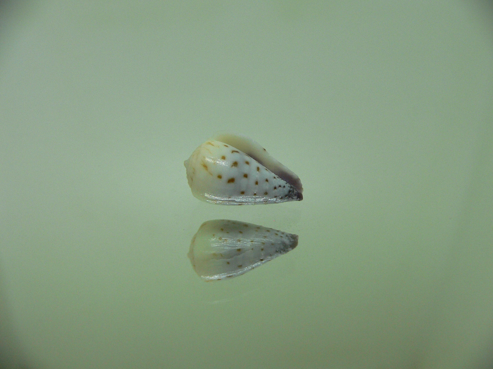 Conus parvatus