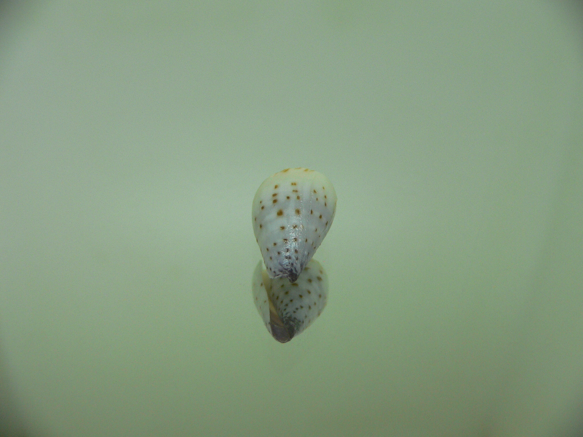 Conus parvatus