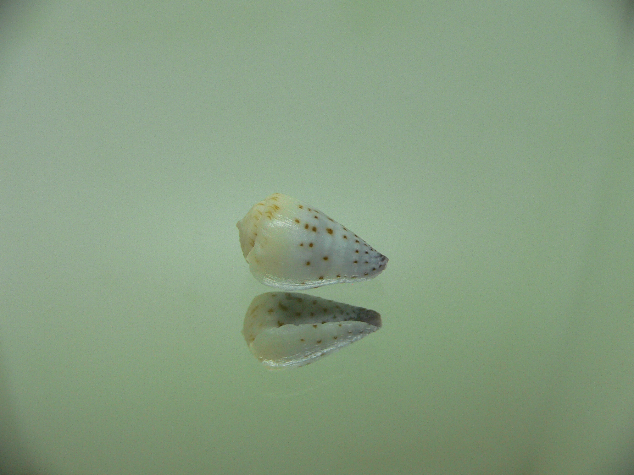 Conus parvatus