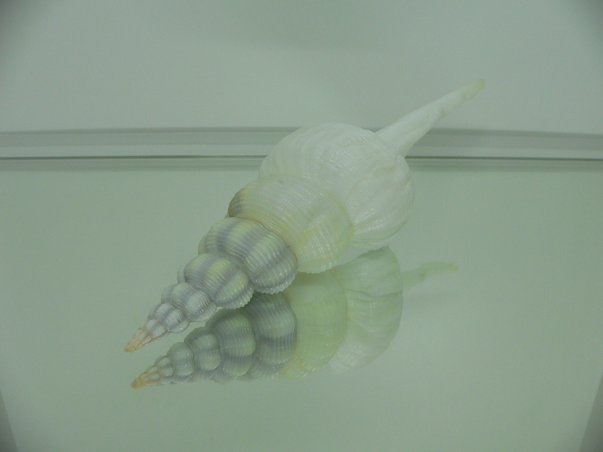 Fusinus marisinicus BIG & BLUE