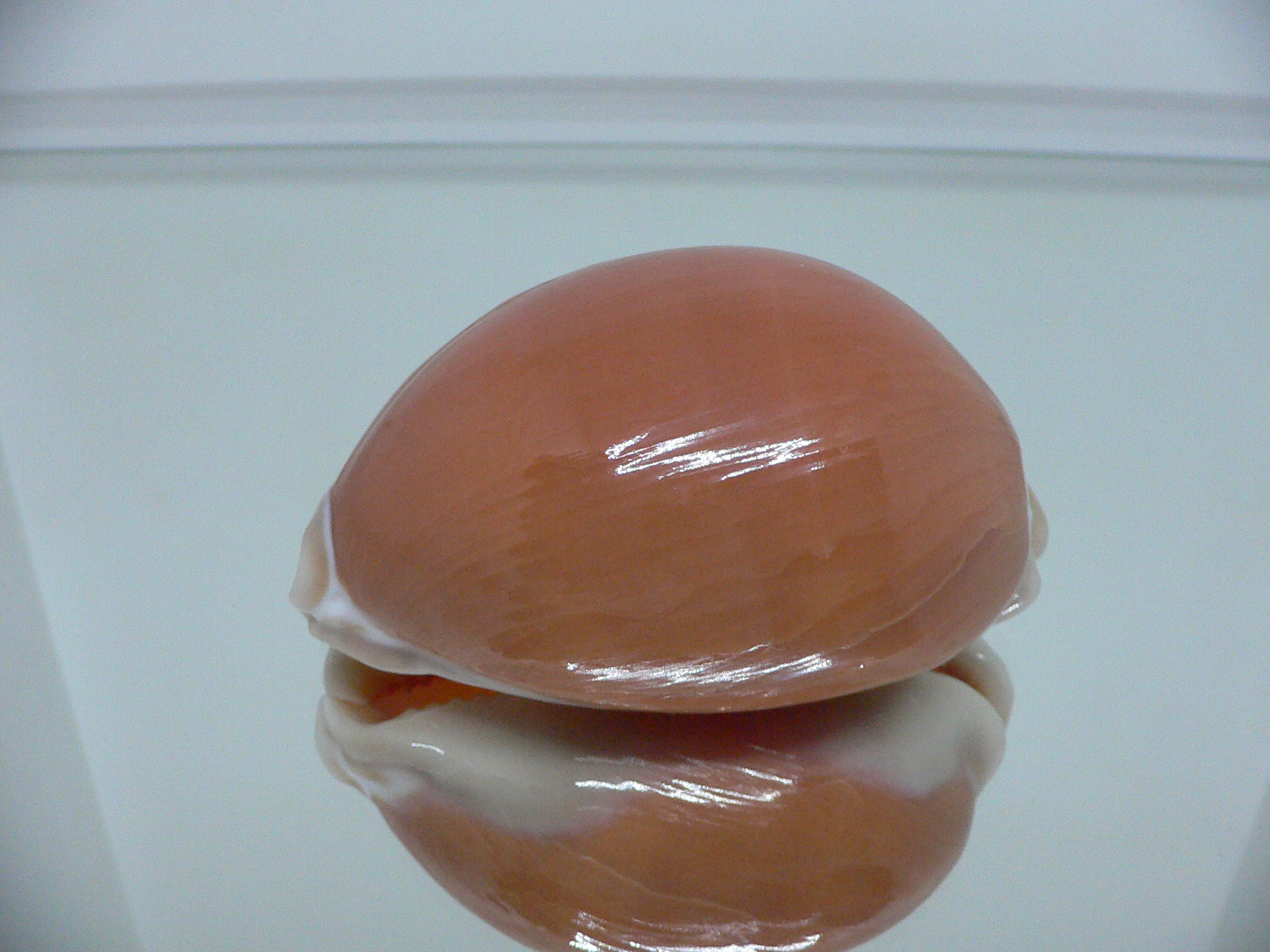 Cypraea aurantium WIDE