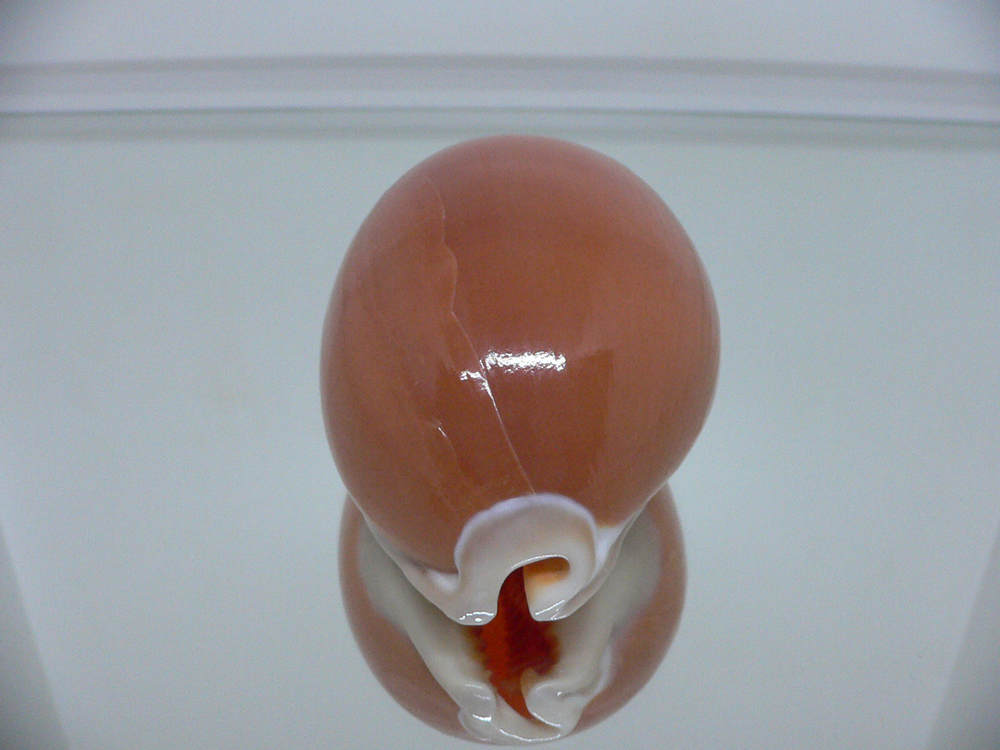 Cypraea aurantium WIDE