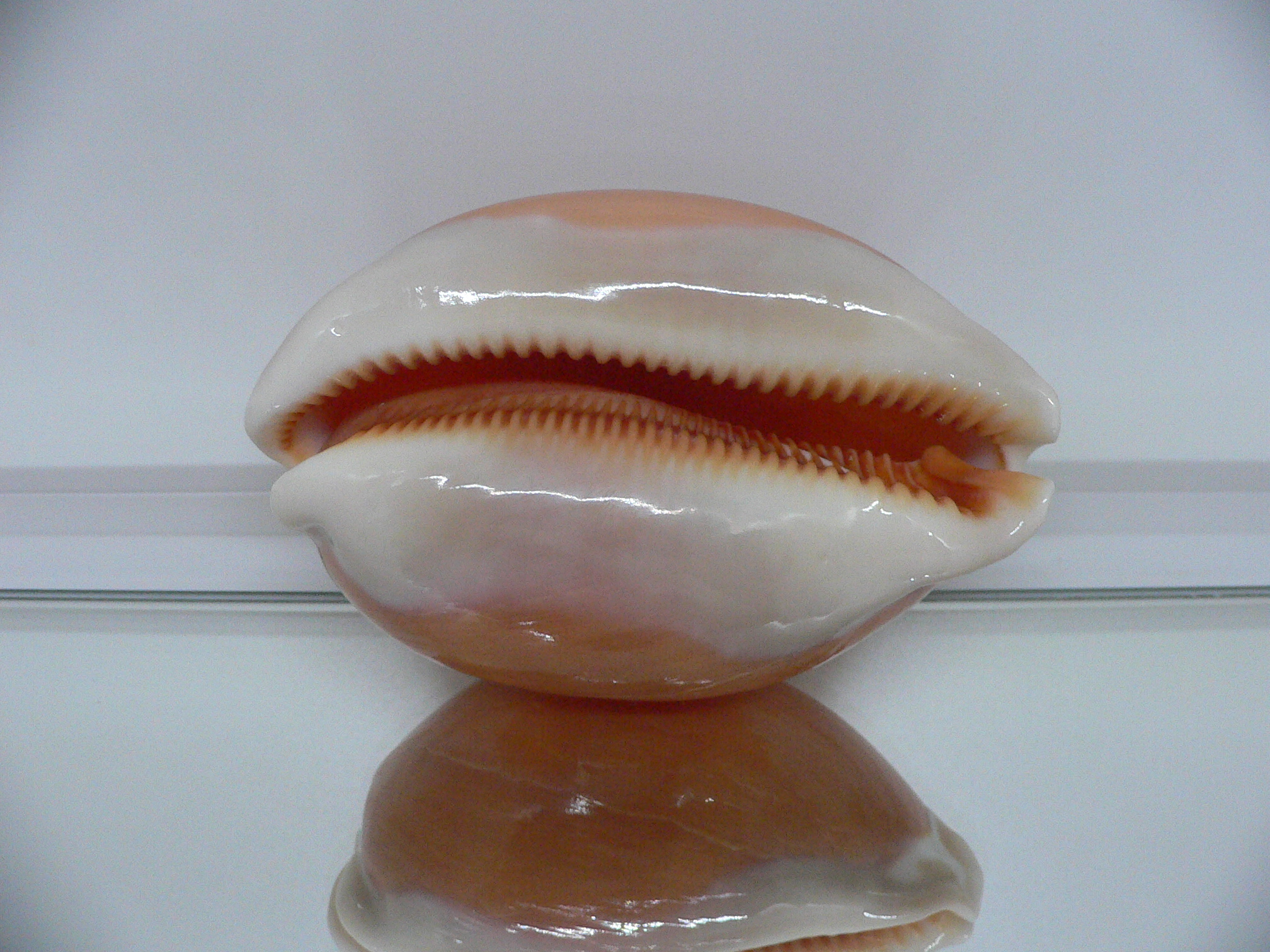 Cypraea aurantium WIDE