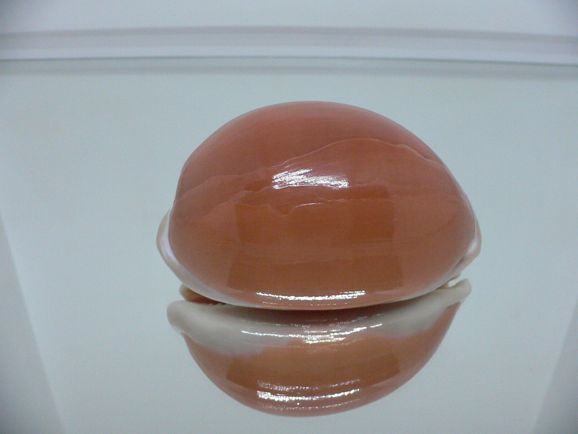 Cypraea aurantium WIDE