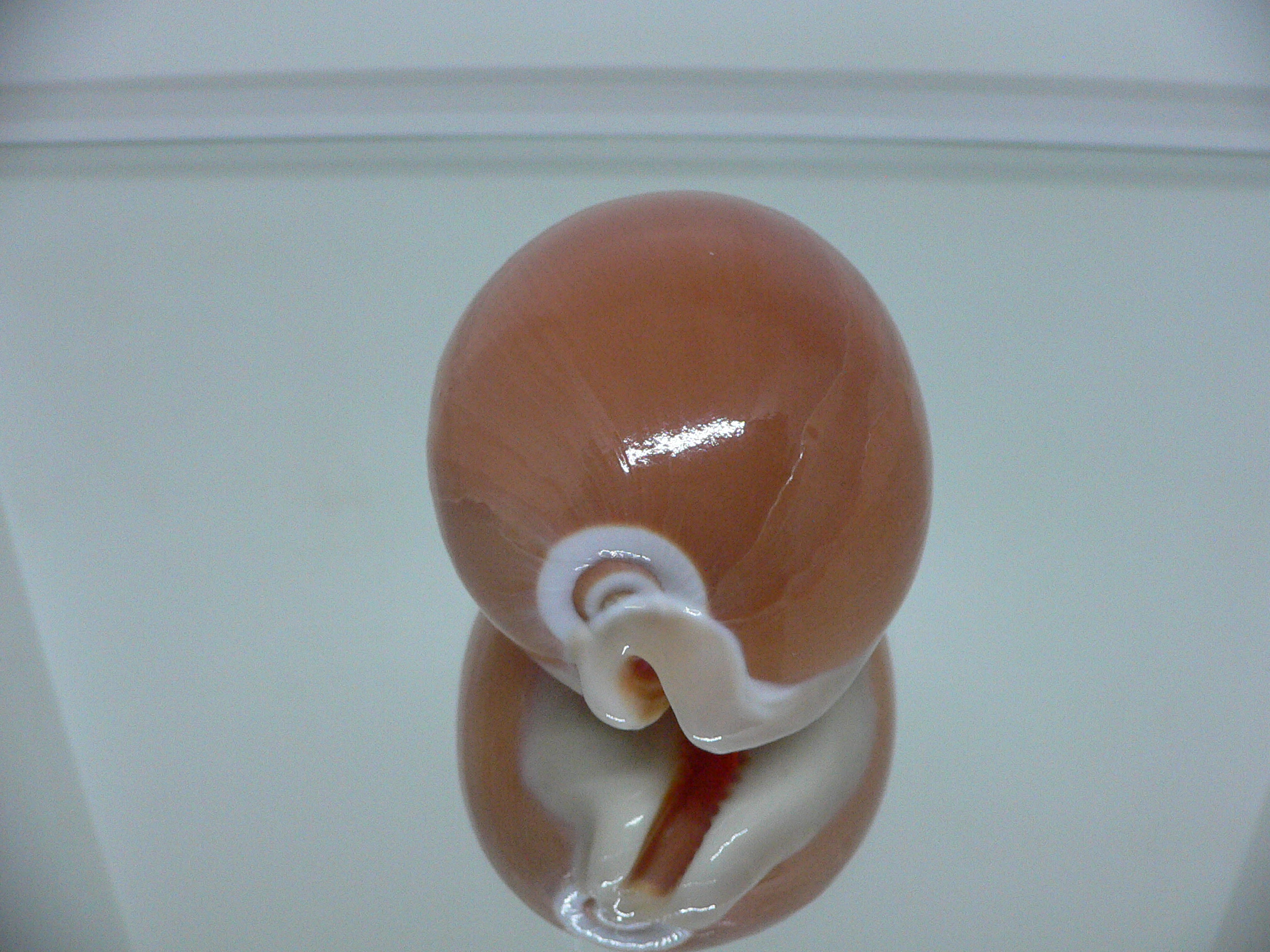 Cypraea aurantium WIDE