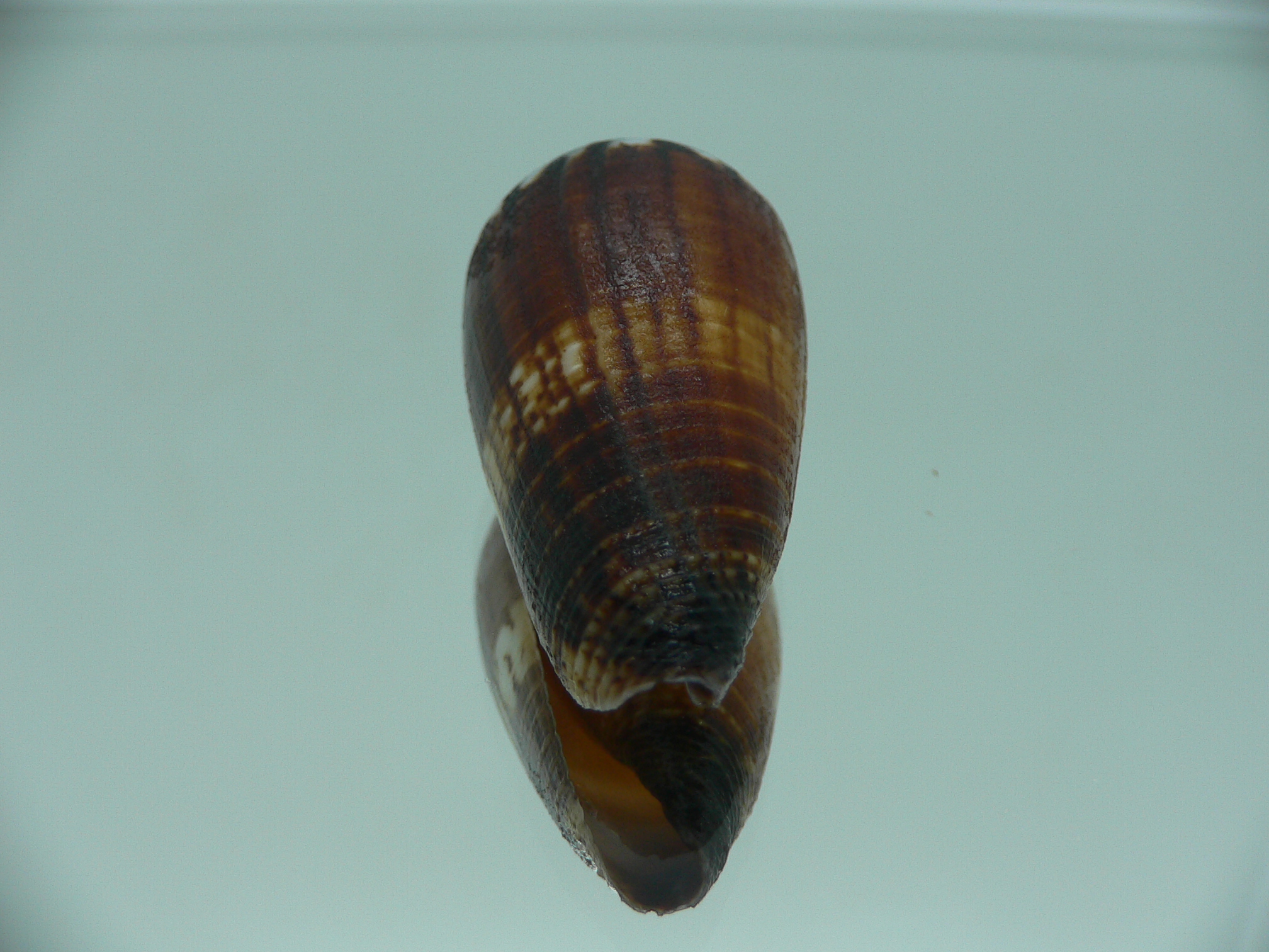 Conus planorbis SUPER DARK