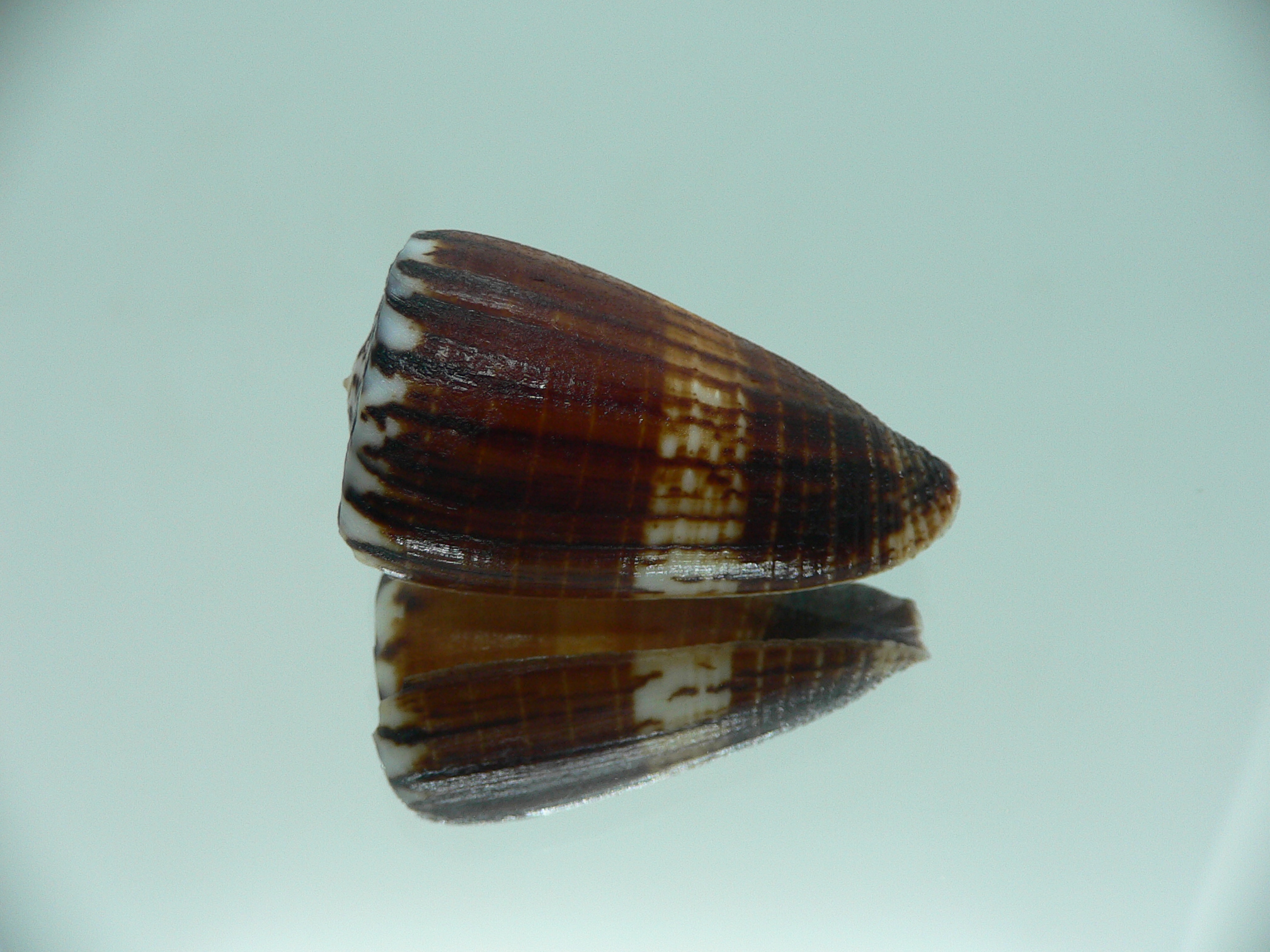 Conus planorbis SUPER DARK