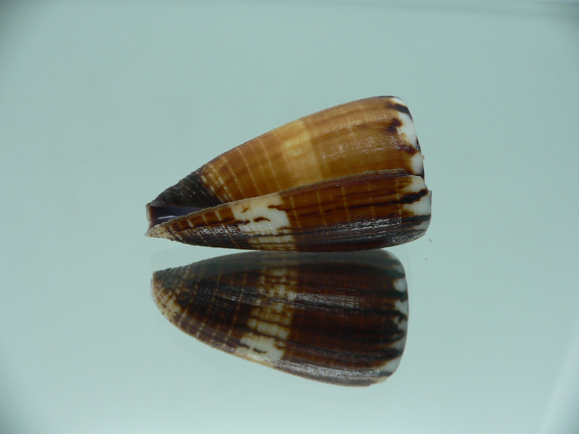 Conus planorbis SUPER DARK