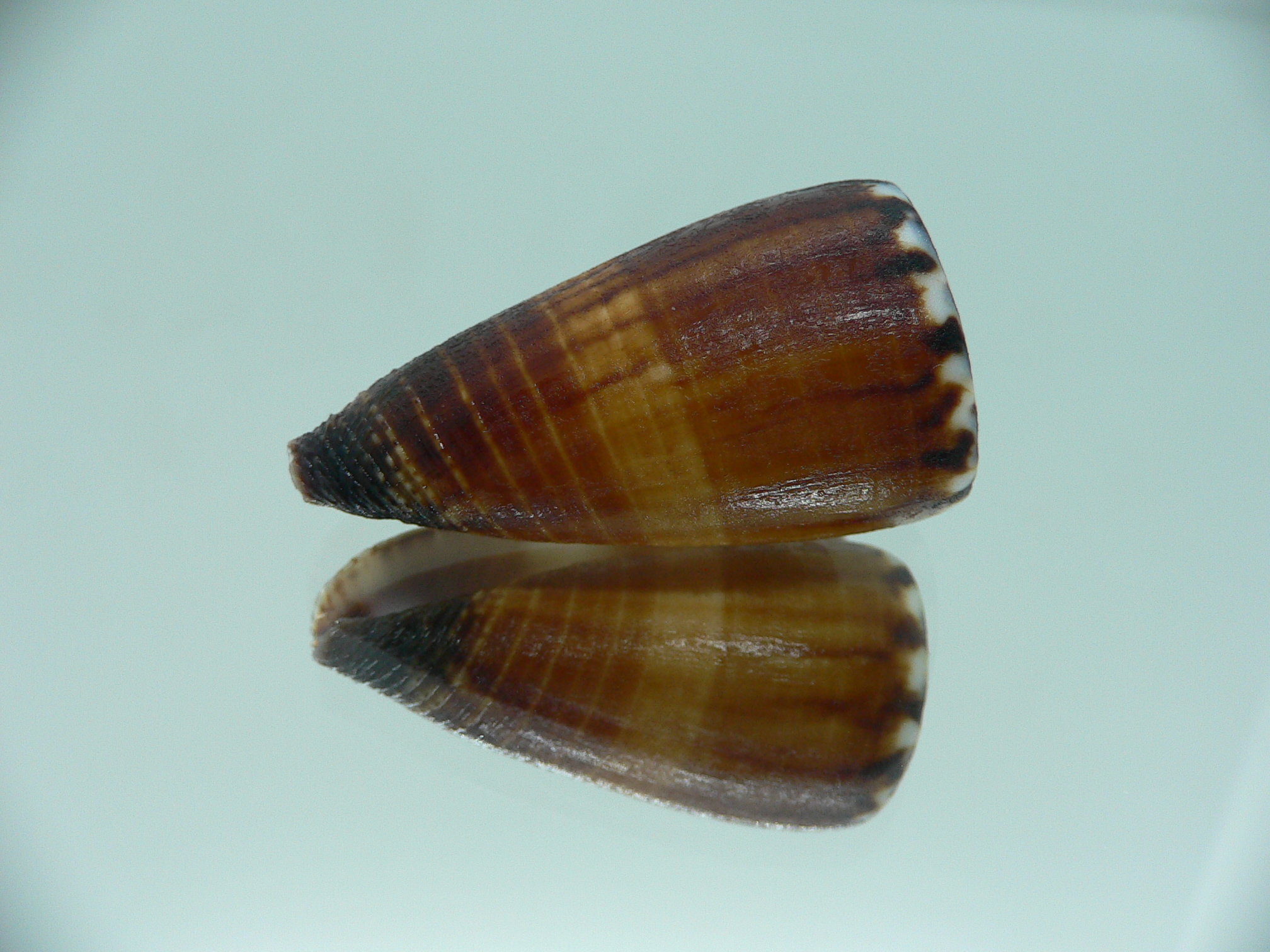 Conus planorbis SUPER DARK