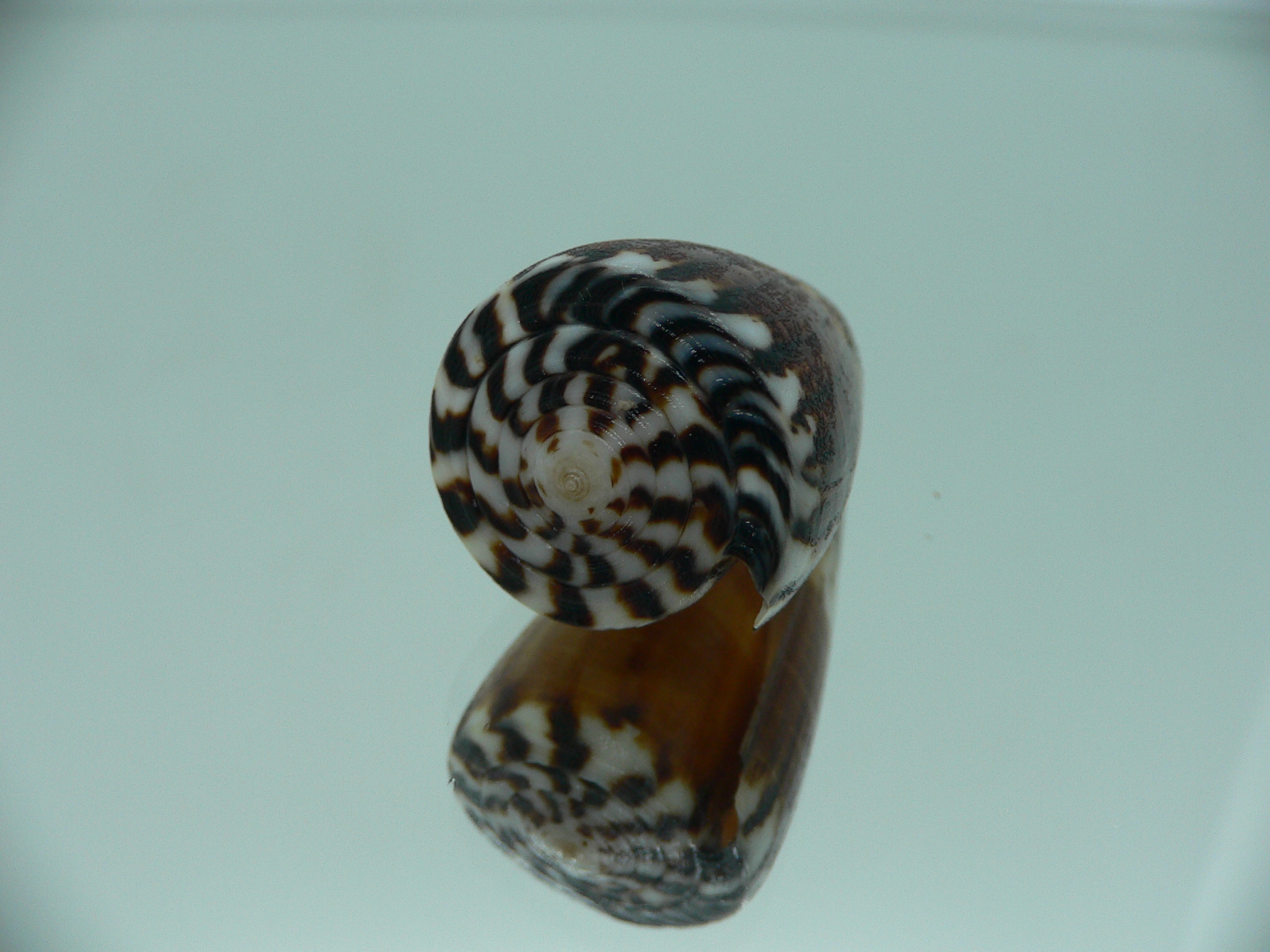 Conus planorbis SUPER DARK