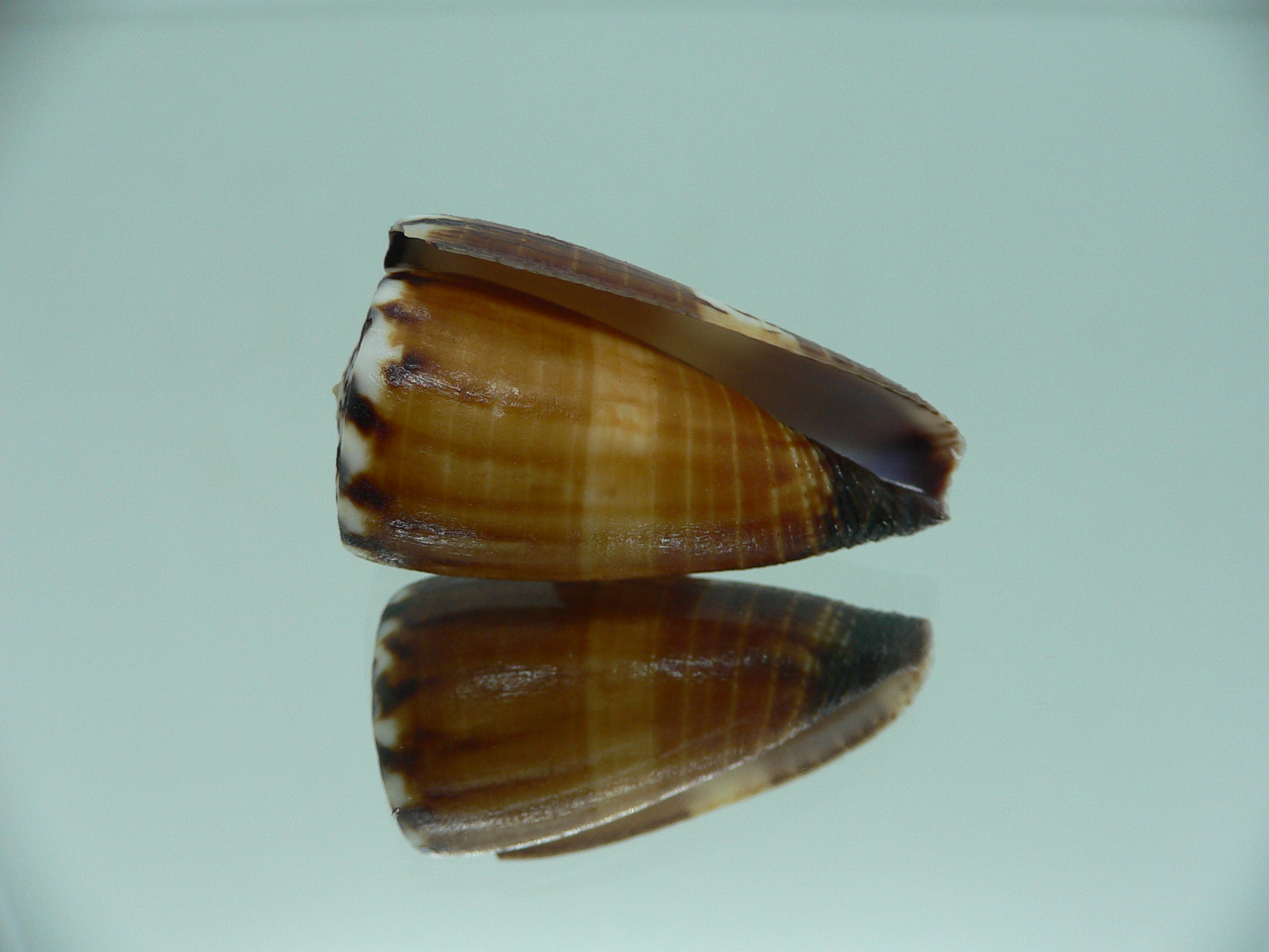 Conus planorbis SUPER DARK