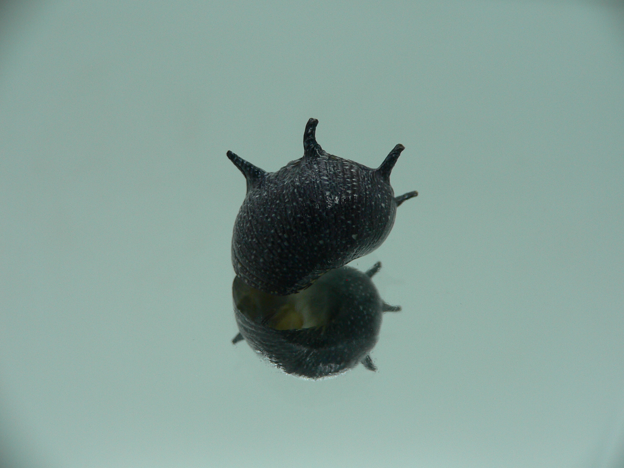 Clithon coronatum VERY BIG & DARK