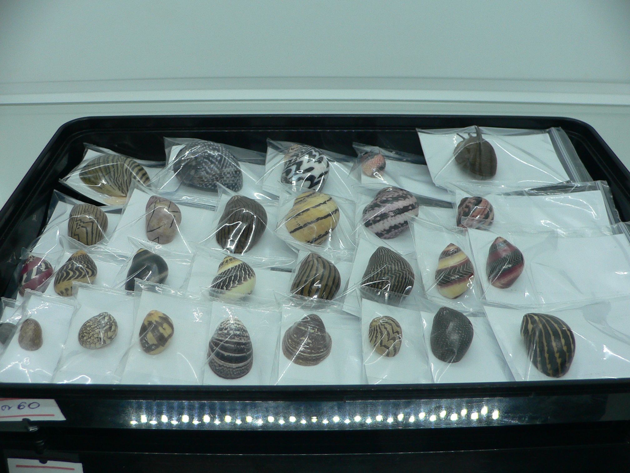 Clithon coronatum VERY BIG & DARK