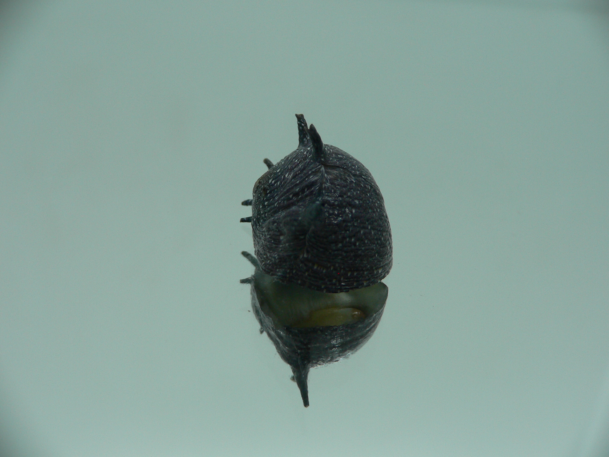 Clithon coronatum VERY BIG & DARK