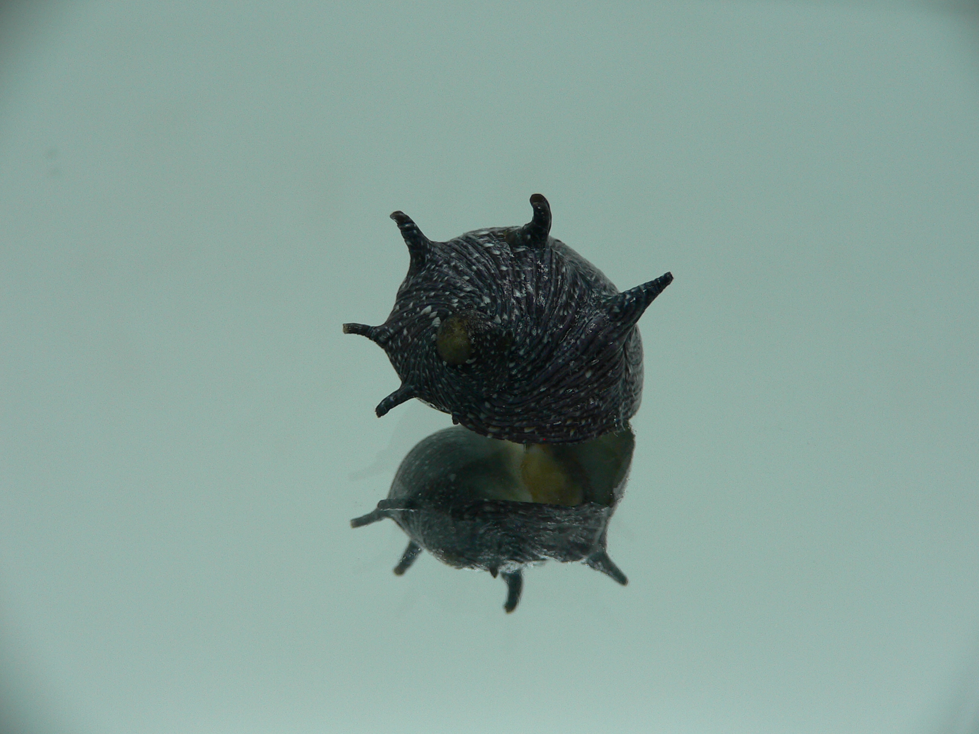 Clithon coronatum VERY BIG & DARK