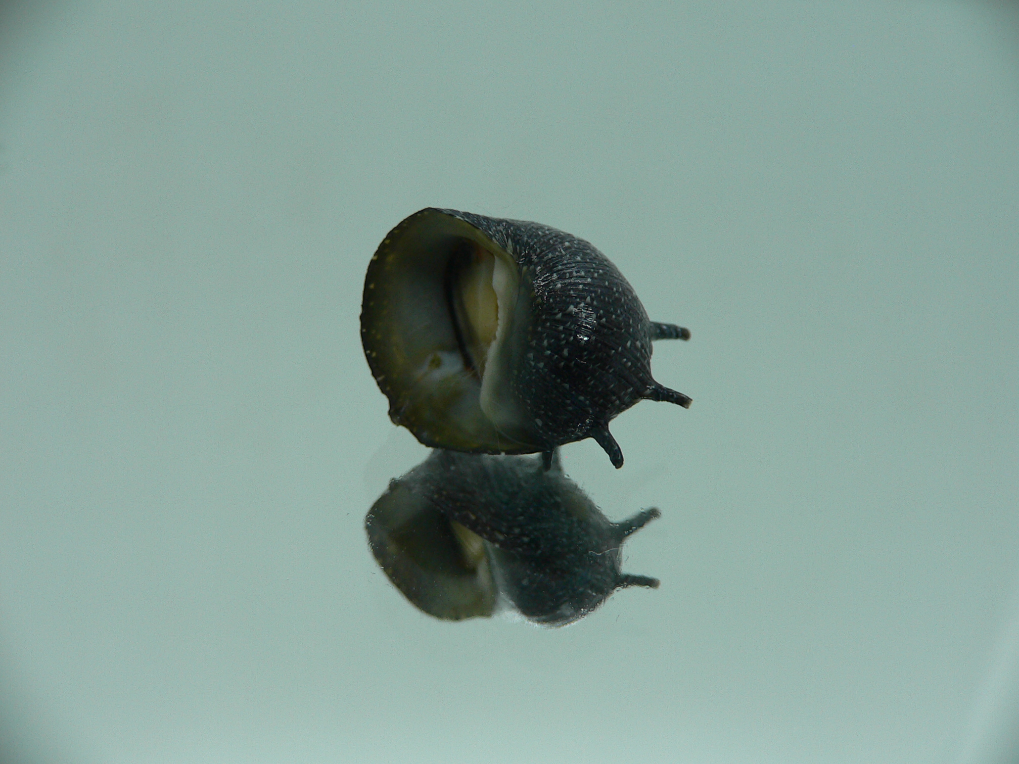 Clithon coronatum VERY BIG & DARK