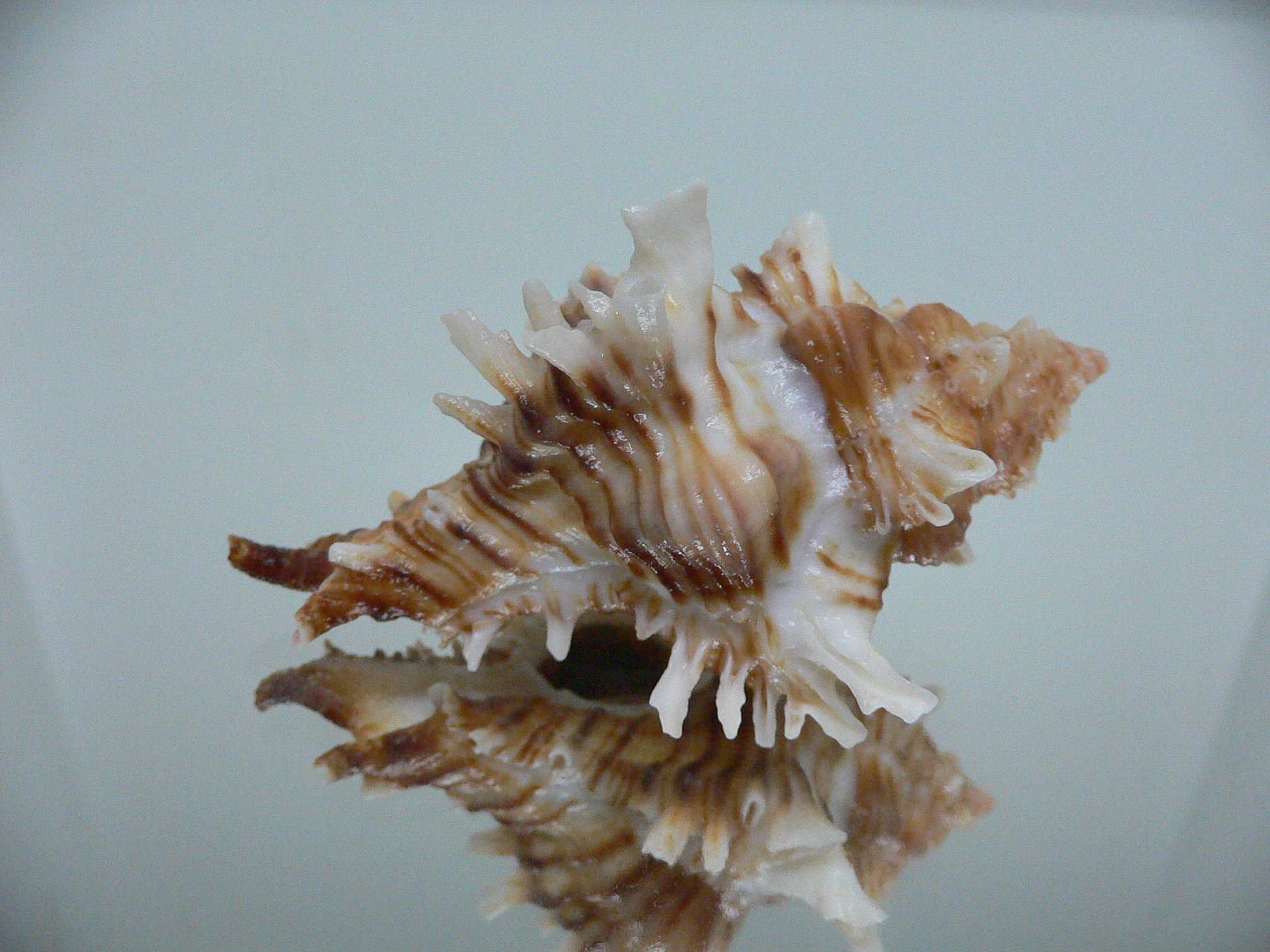 Chicoreus insularum RARE