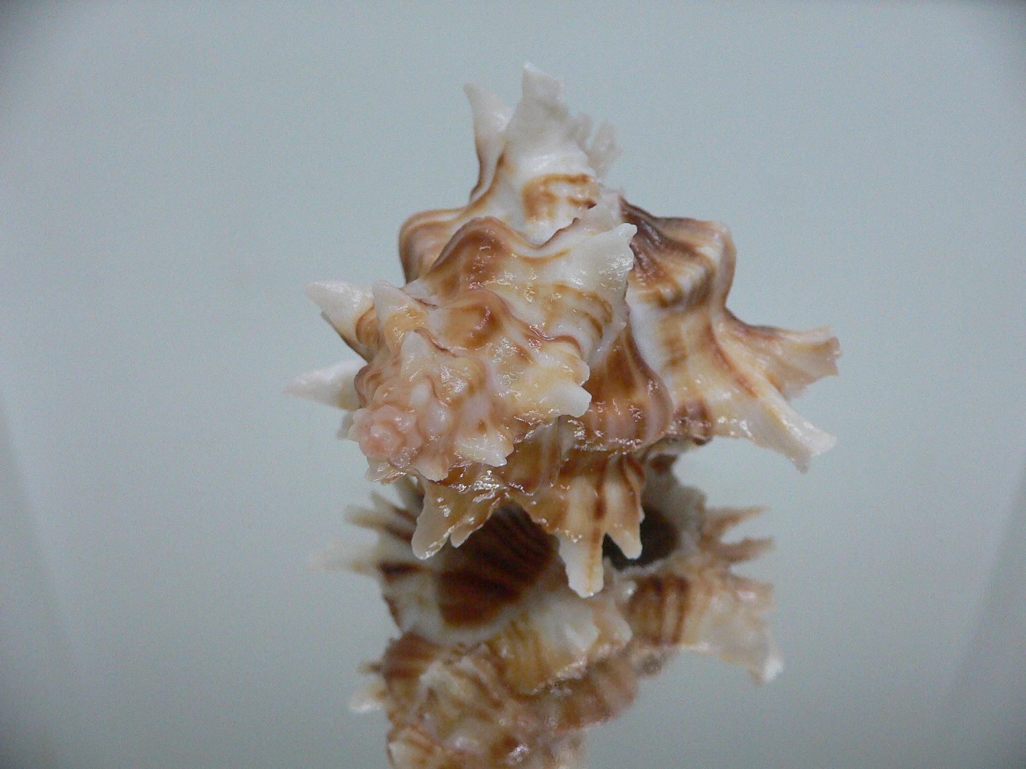 Chicoreus insularum RARE