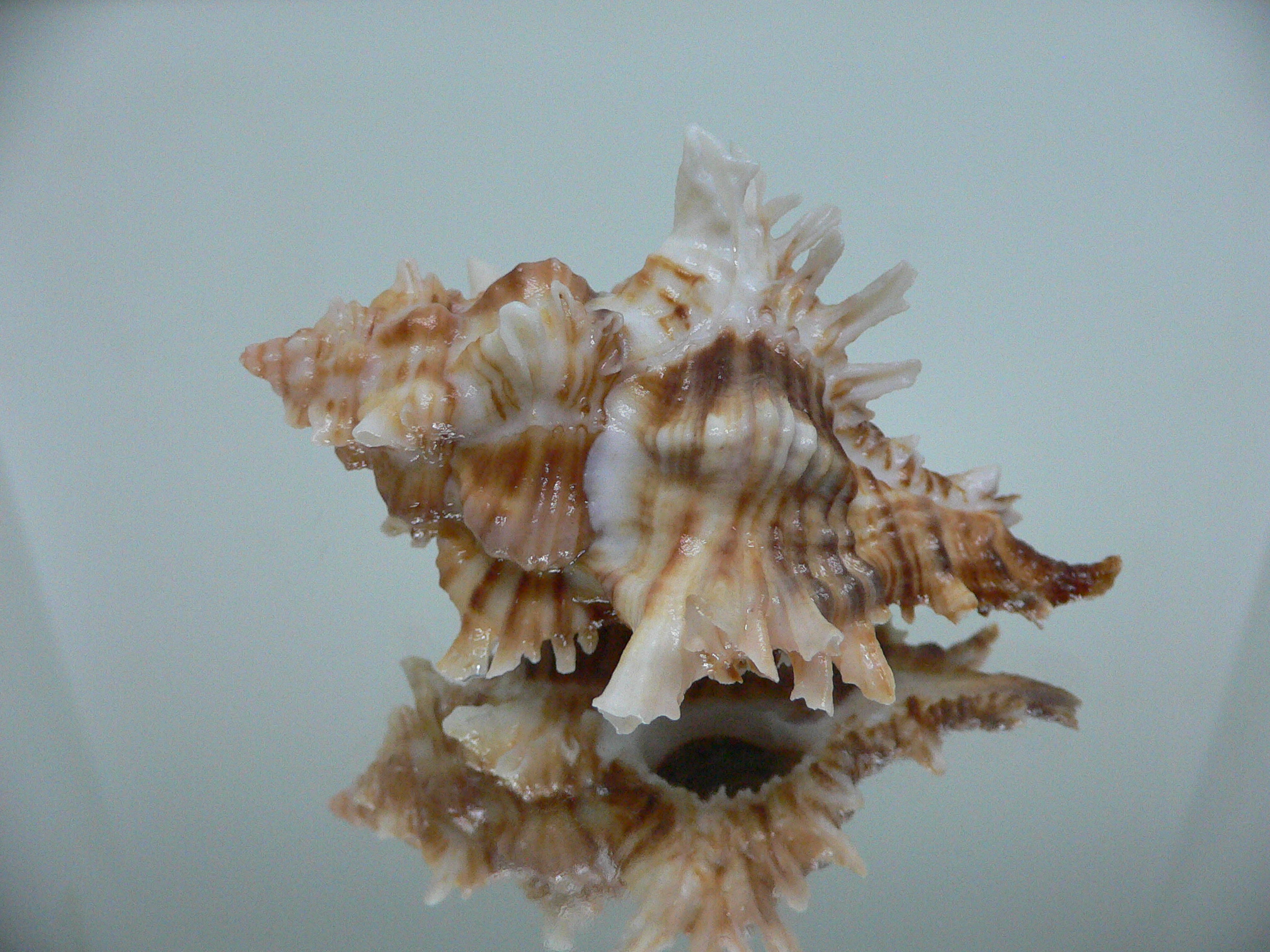 Chicoreus insularum RARE