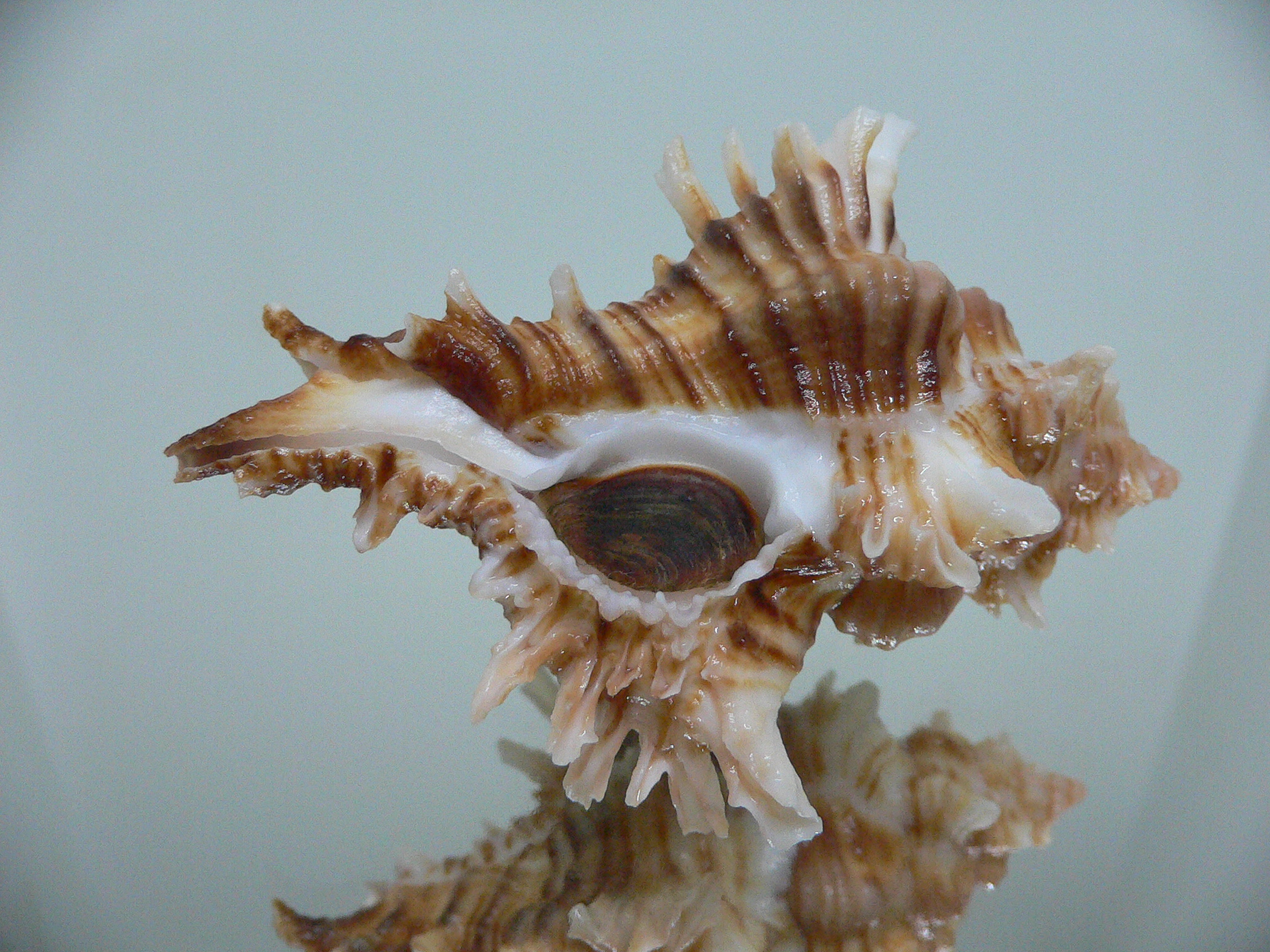 Chicoreus insularum RARE