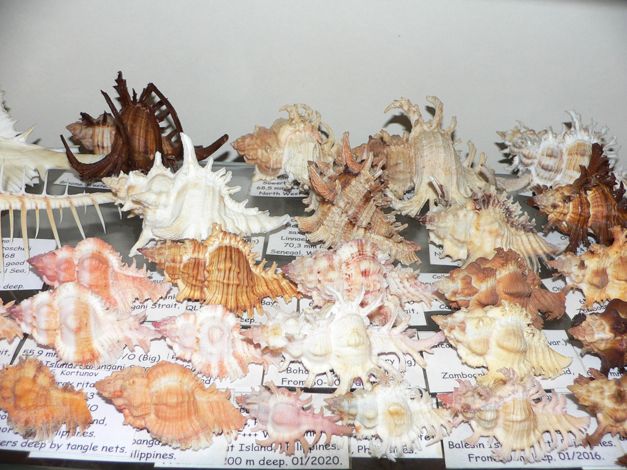 Chicoreus insularum RARE