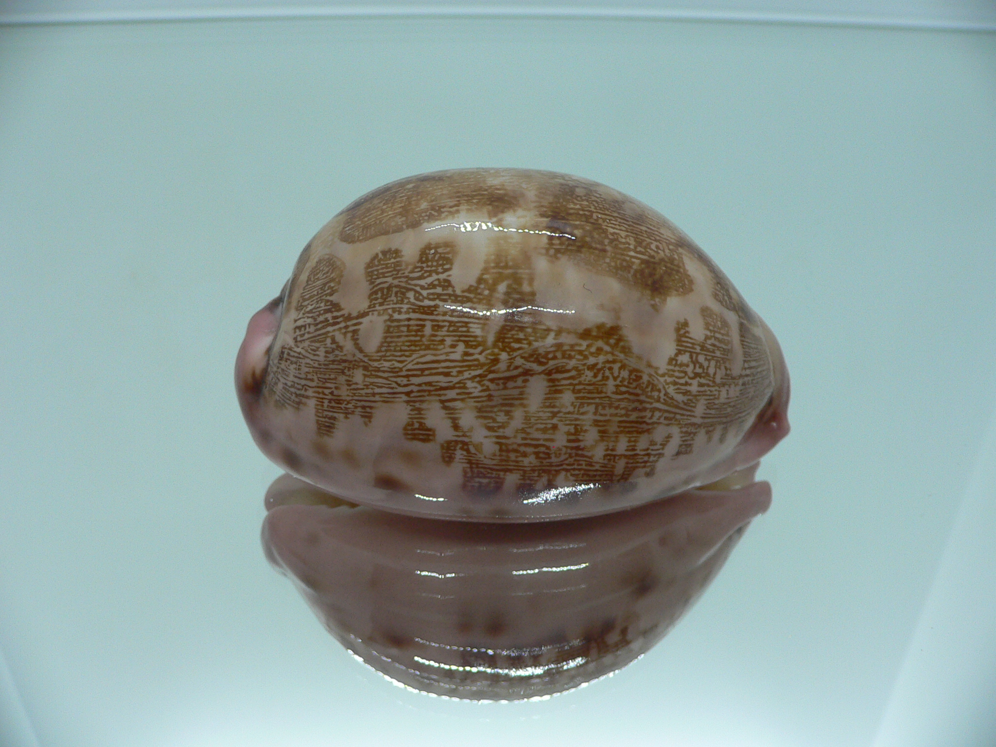 Cypraea mappa mappa panerythra (var.)
