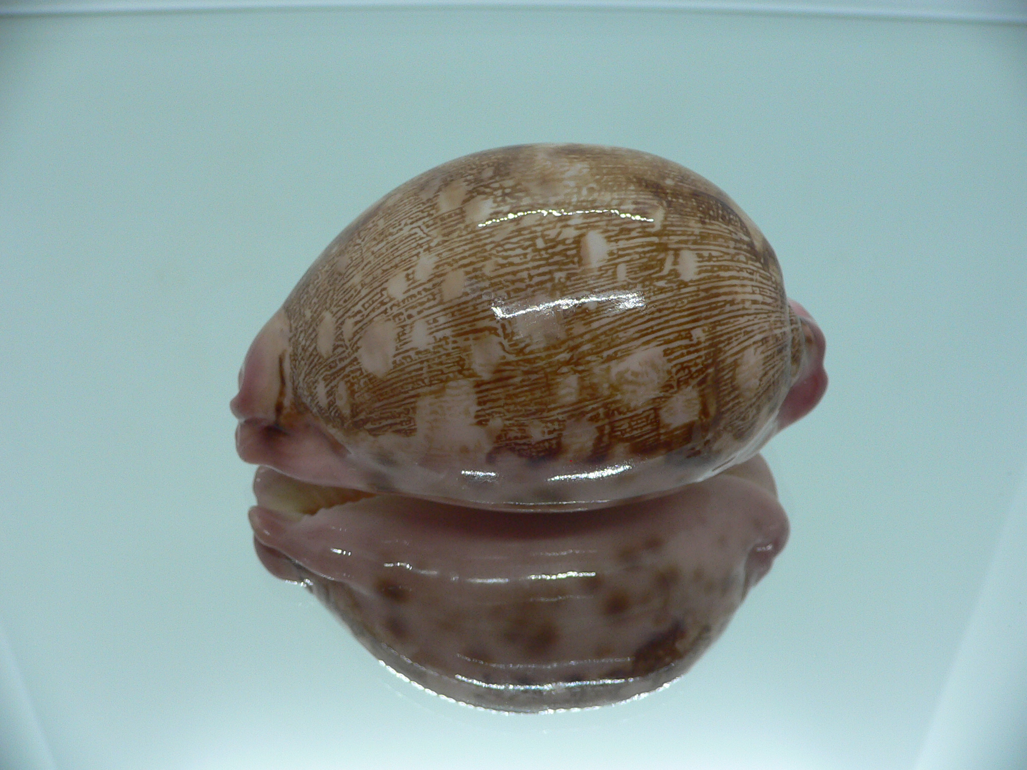 Cypraea mappa mappa panerythra (var.)