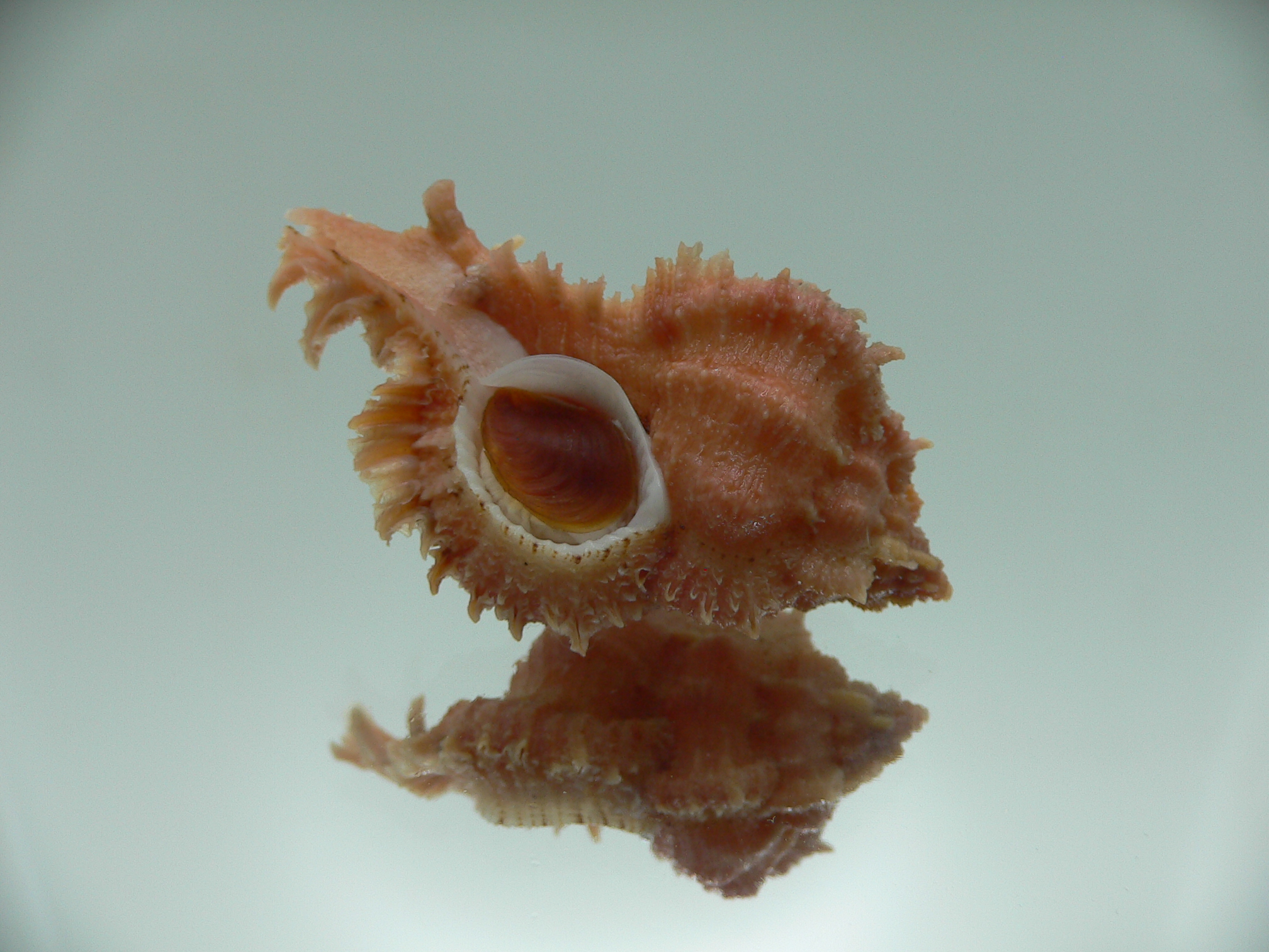 Chicomurex gloriosus GLOBOSE