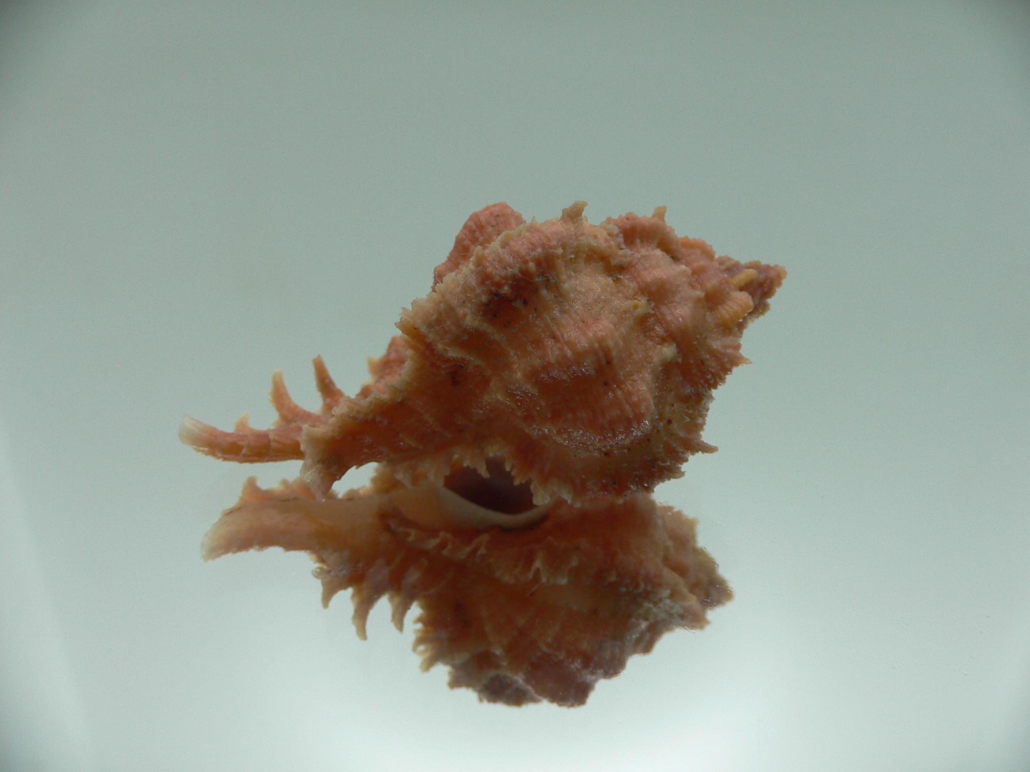 Chicomurex gloriosus GLOBOSE