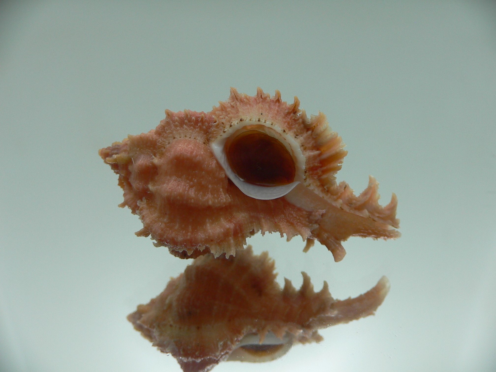 Chicomurex gloriosus GLOBOSE